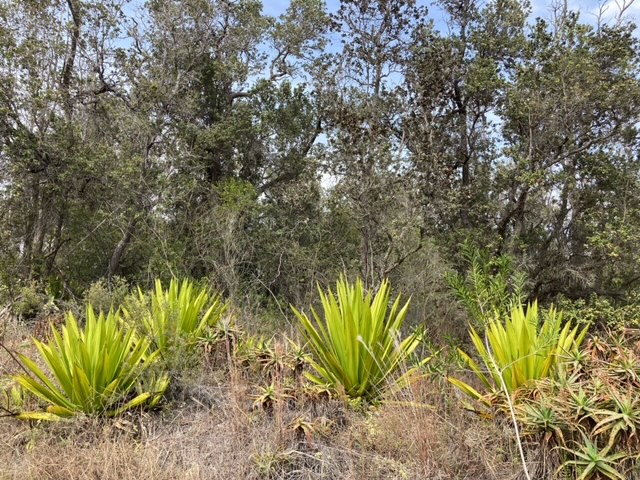 Leilani Pkwy Property Photo 9