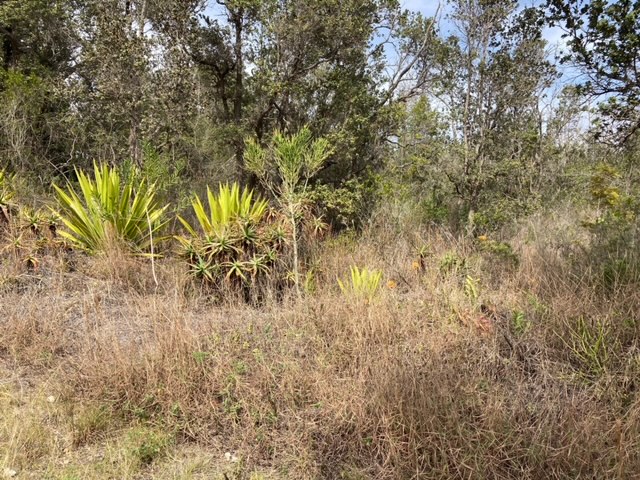Leilani Pkwy Property Photo 11