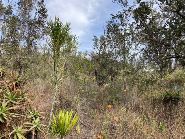 Leilani Pkwy Property Photo 12