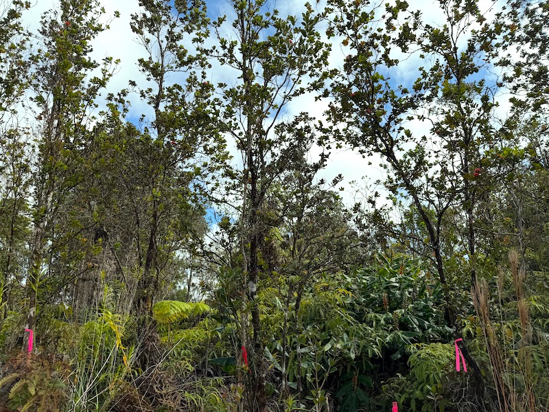 Anuhea St Property Photo 10
