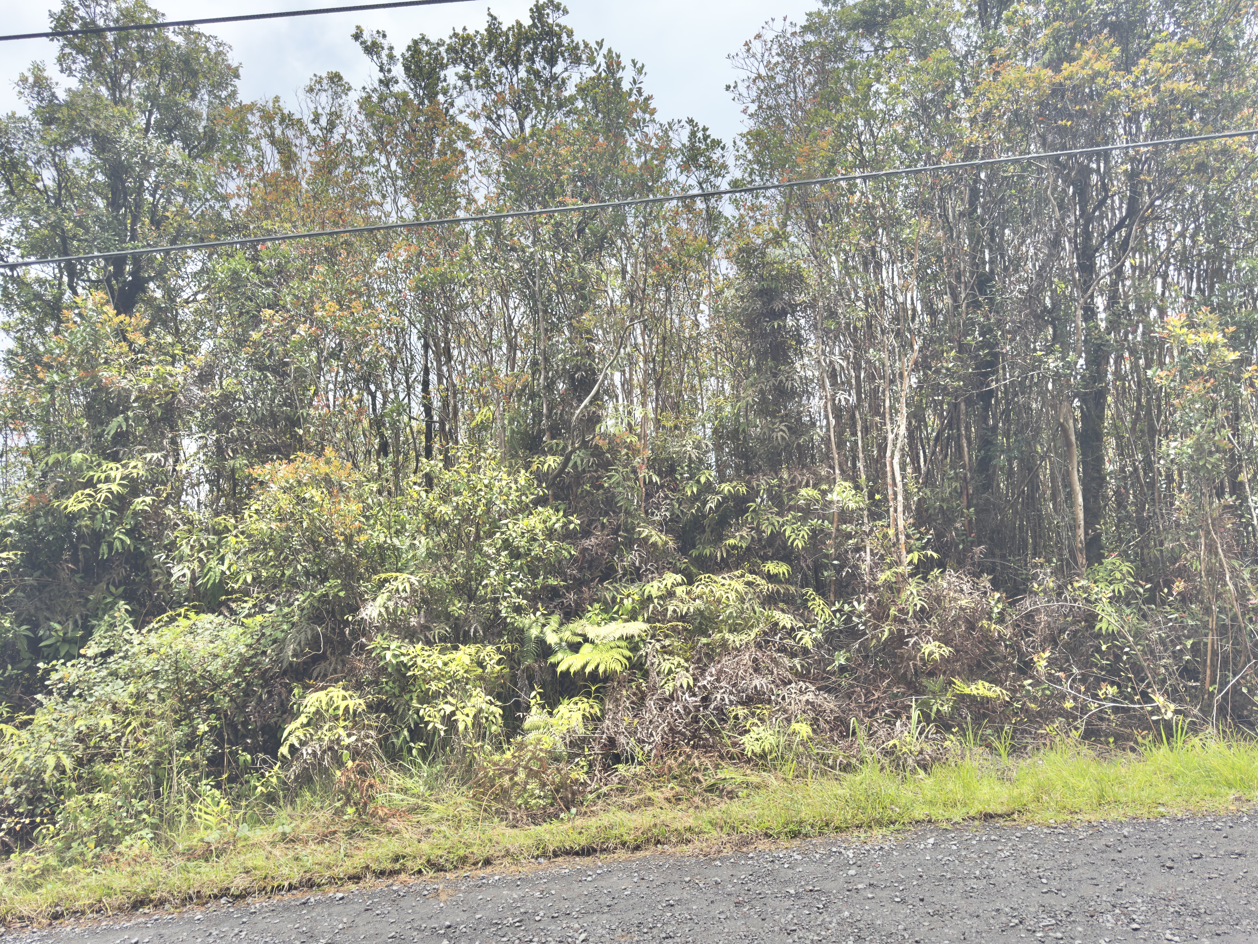Jungle King Ave Property Photo 4