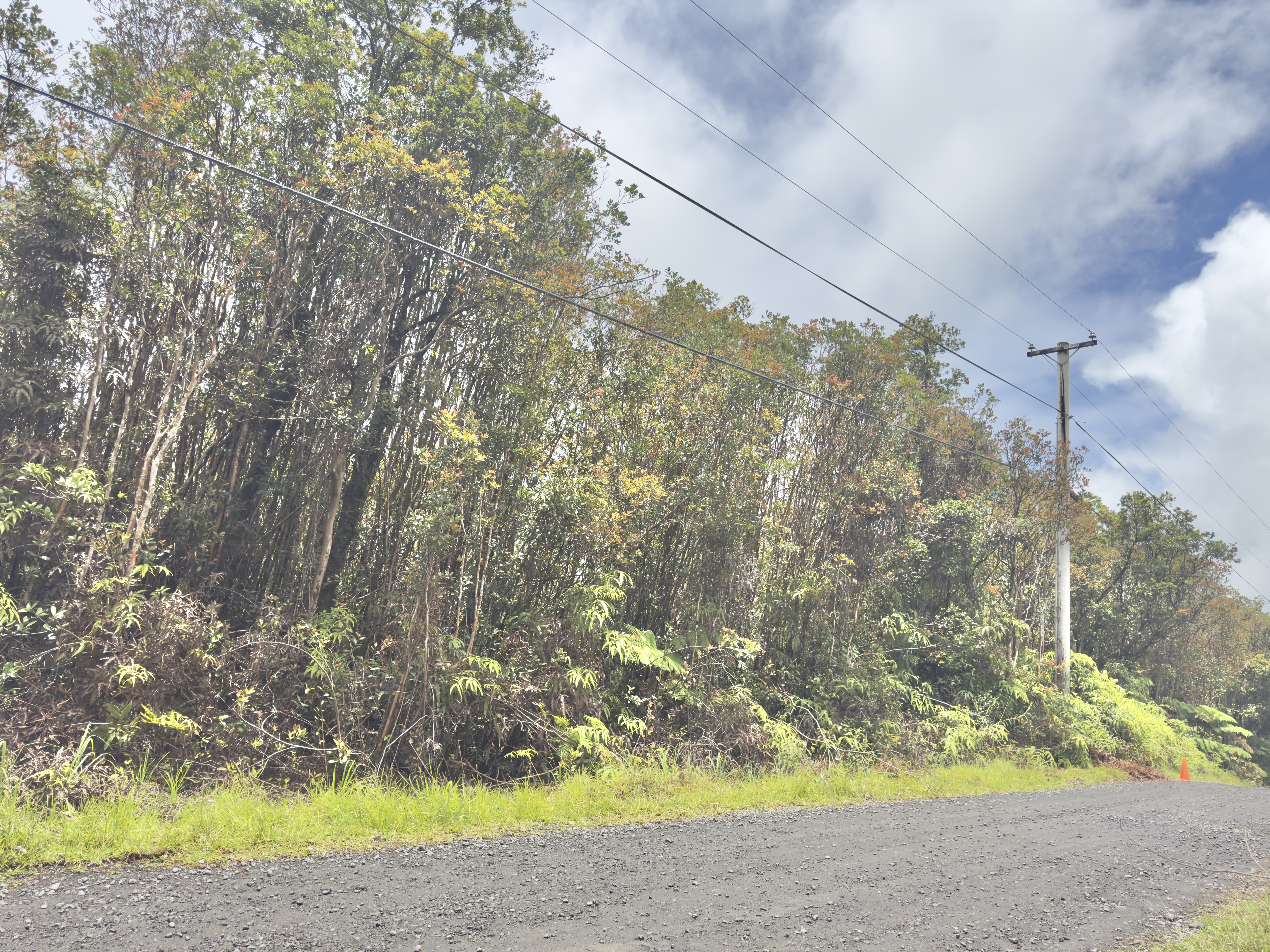 Jungle King Ave Property Photo 6