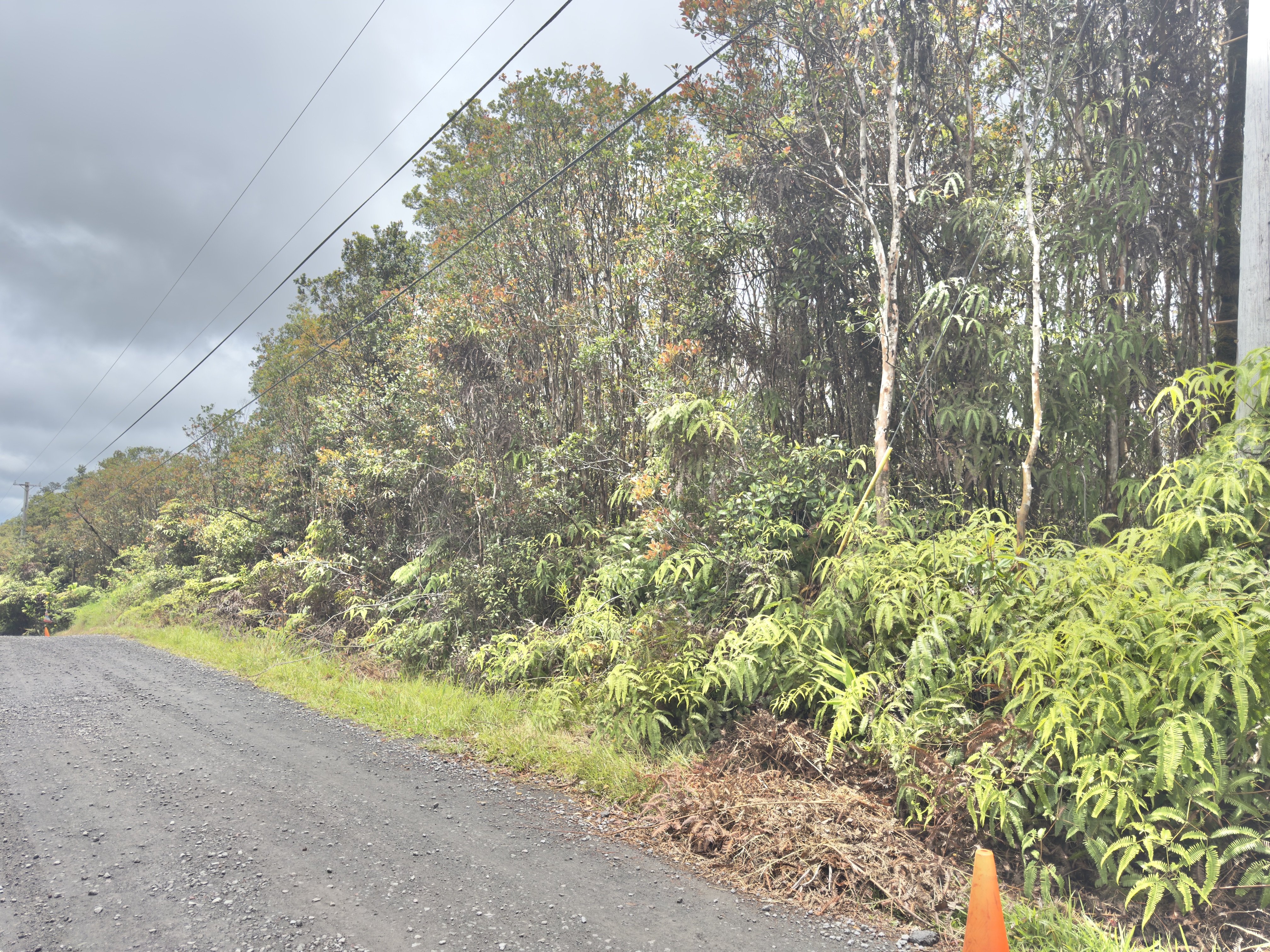 Jungle King Ave Property Photo 9