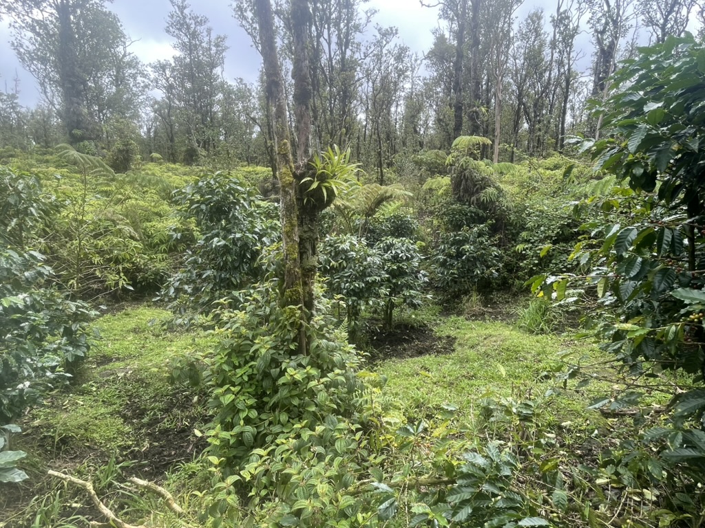 Kokokahi Rd Property Photo 7