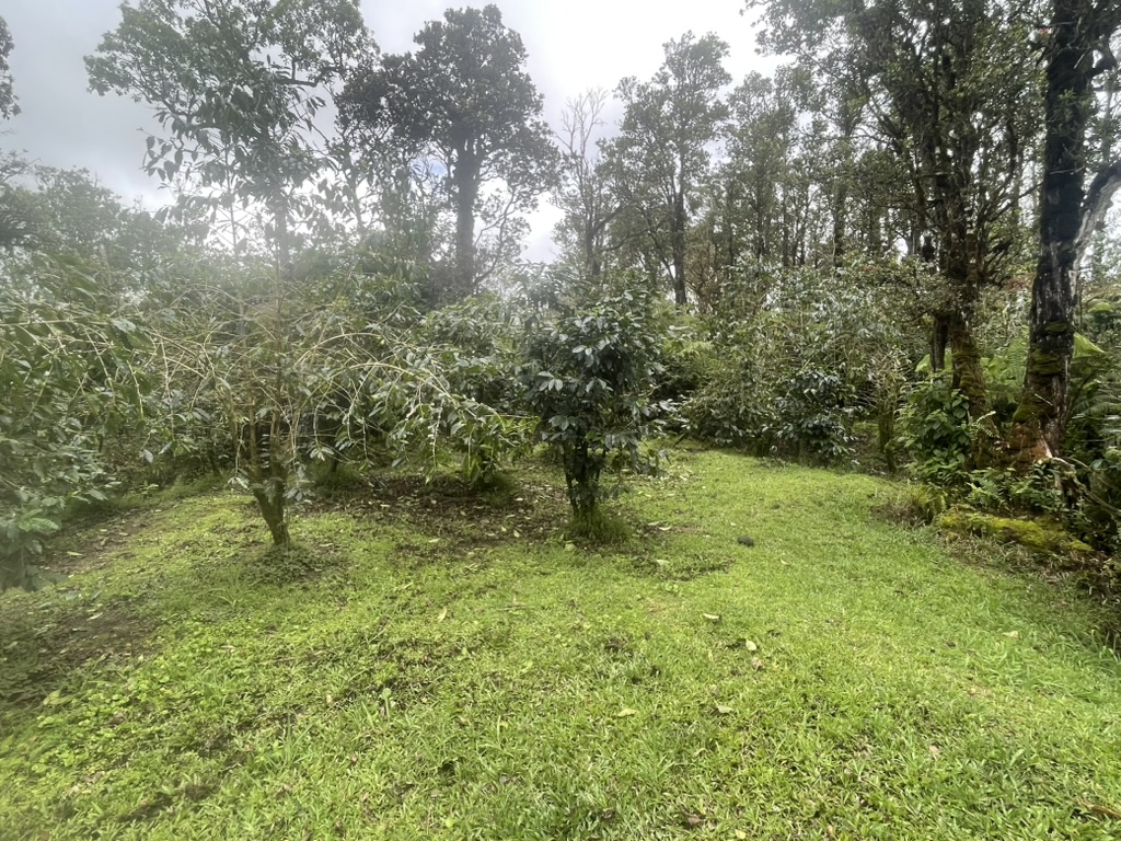 Kokokahi Rd Property Photo 9