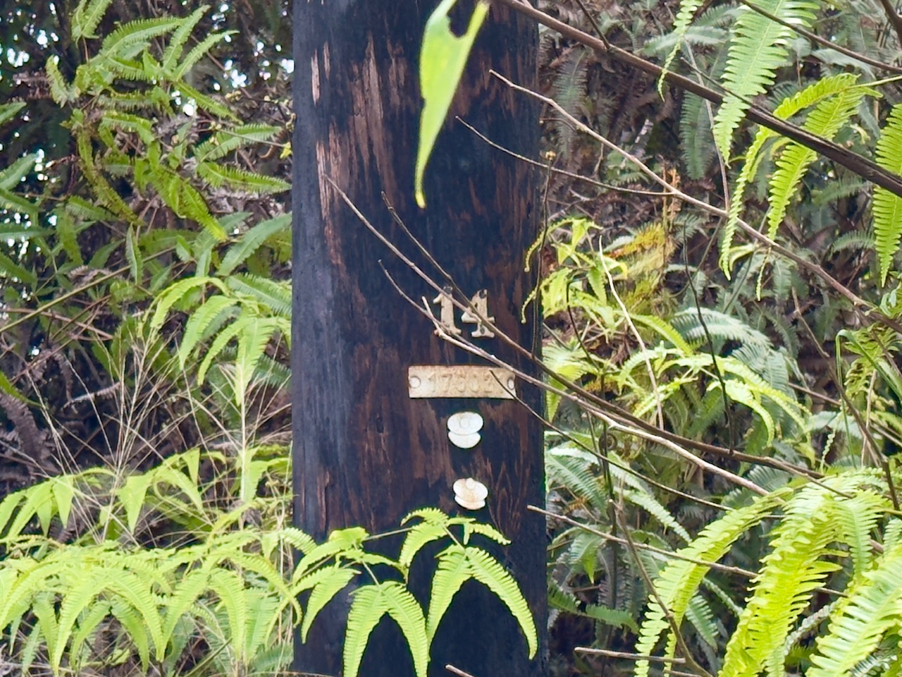 Kopaa St Property Photo 8