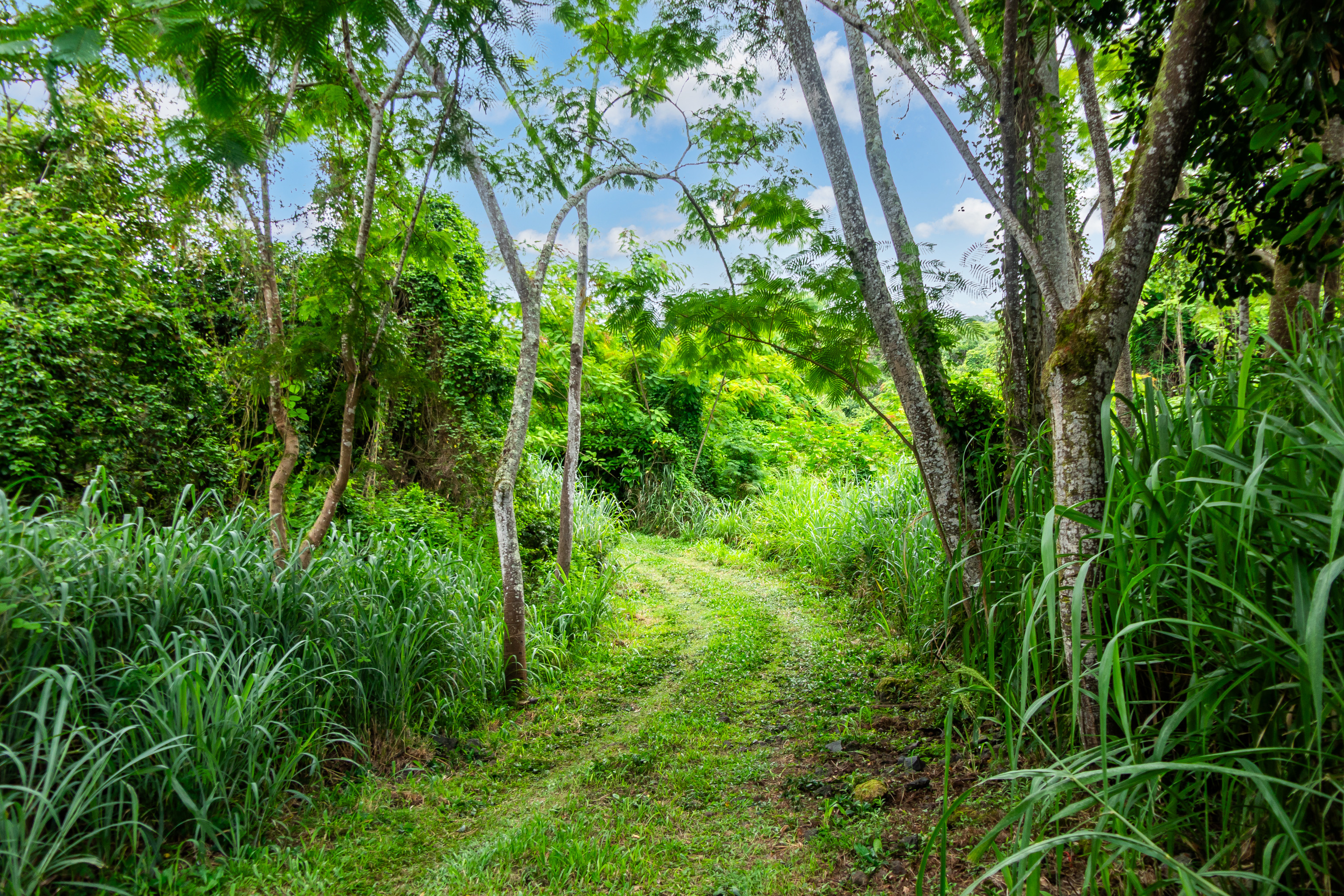 87-3476 Mamalahoa Highway Property Photo 4