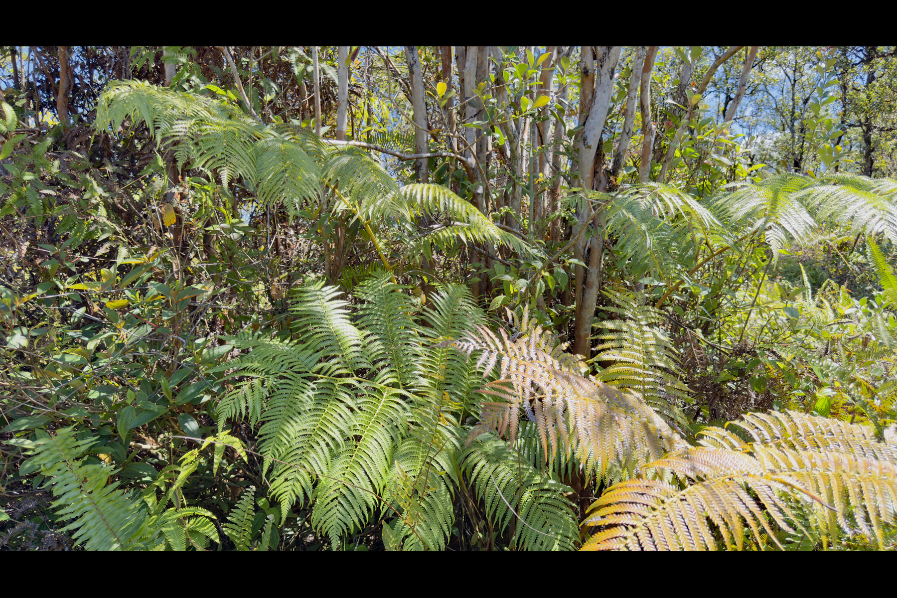 Pikake St Property Photo 14
