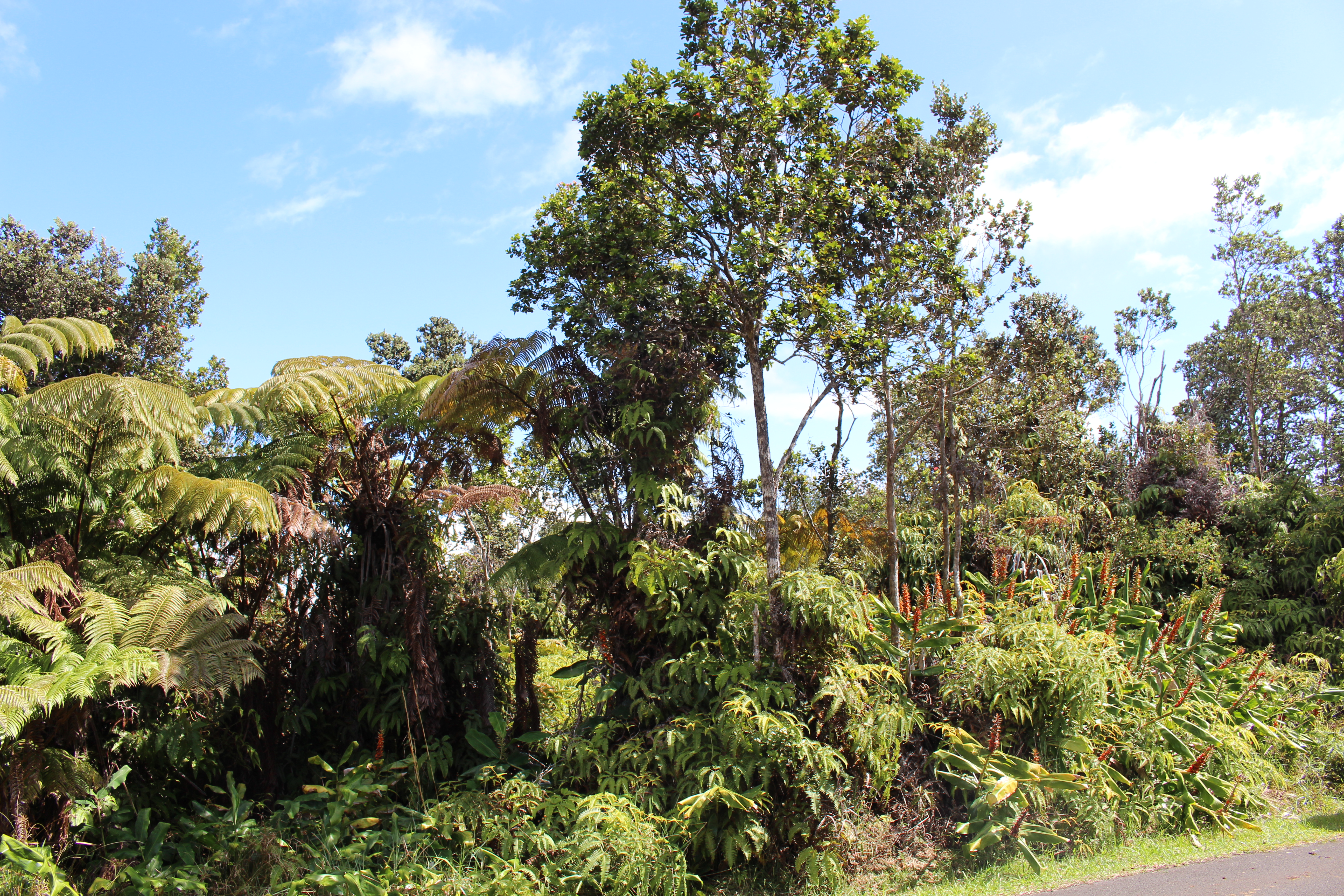 Nahelenani St Property Photo 5