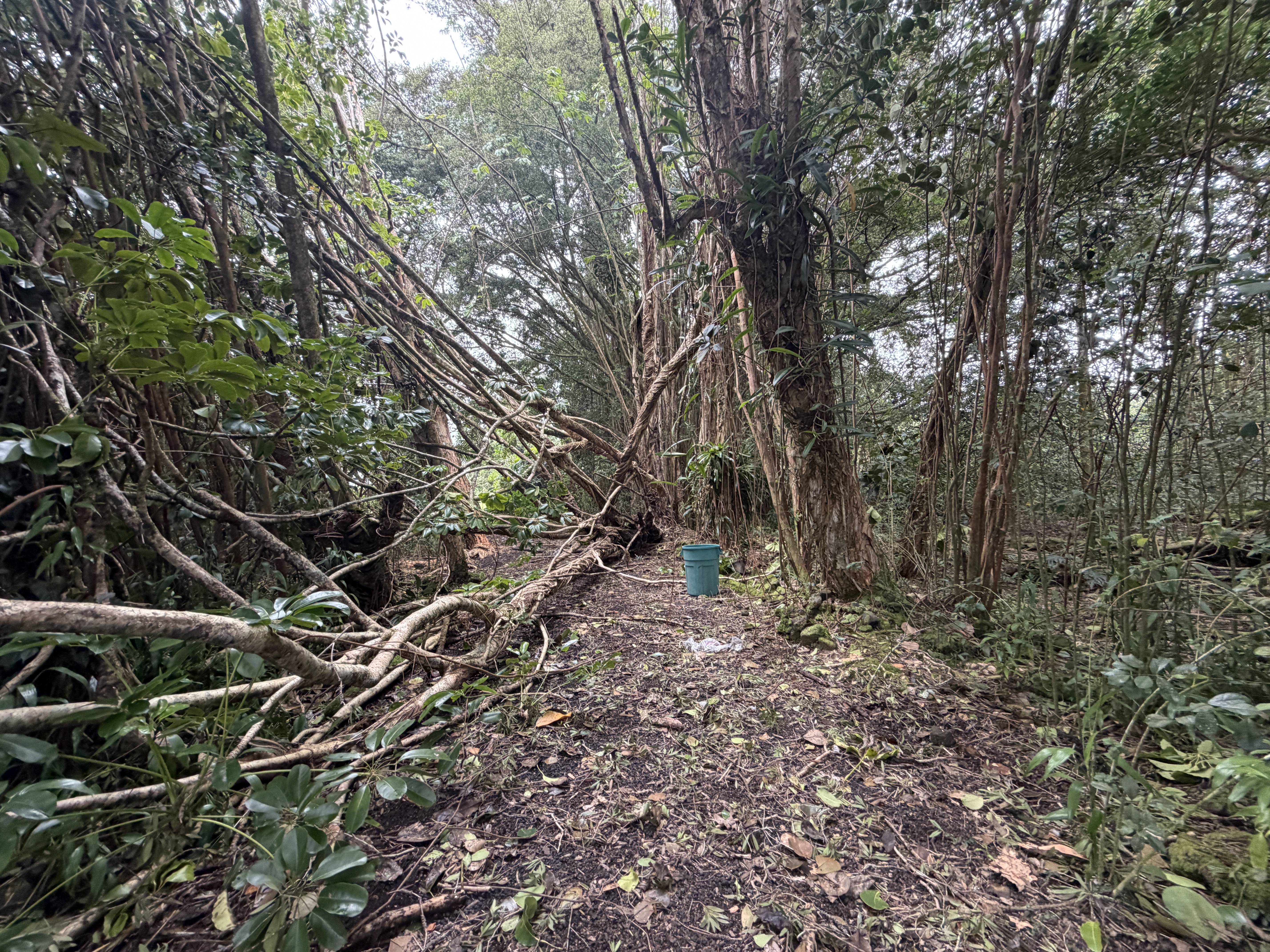Pahoa Rd Property Photo 5