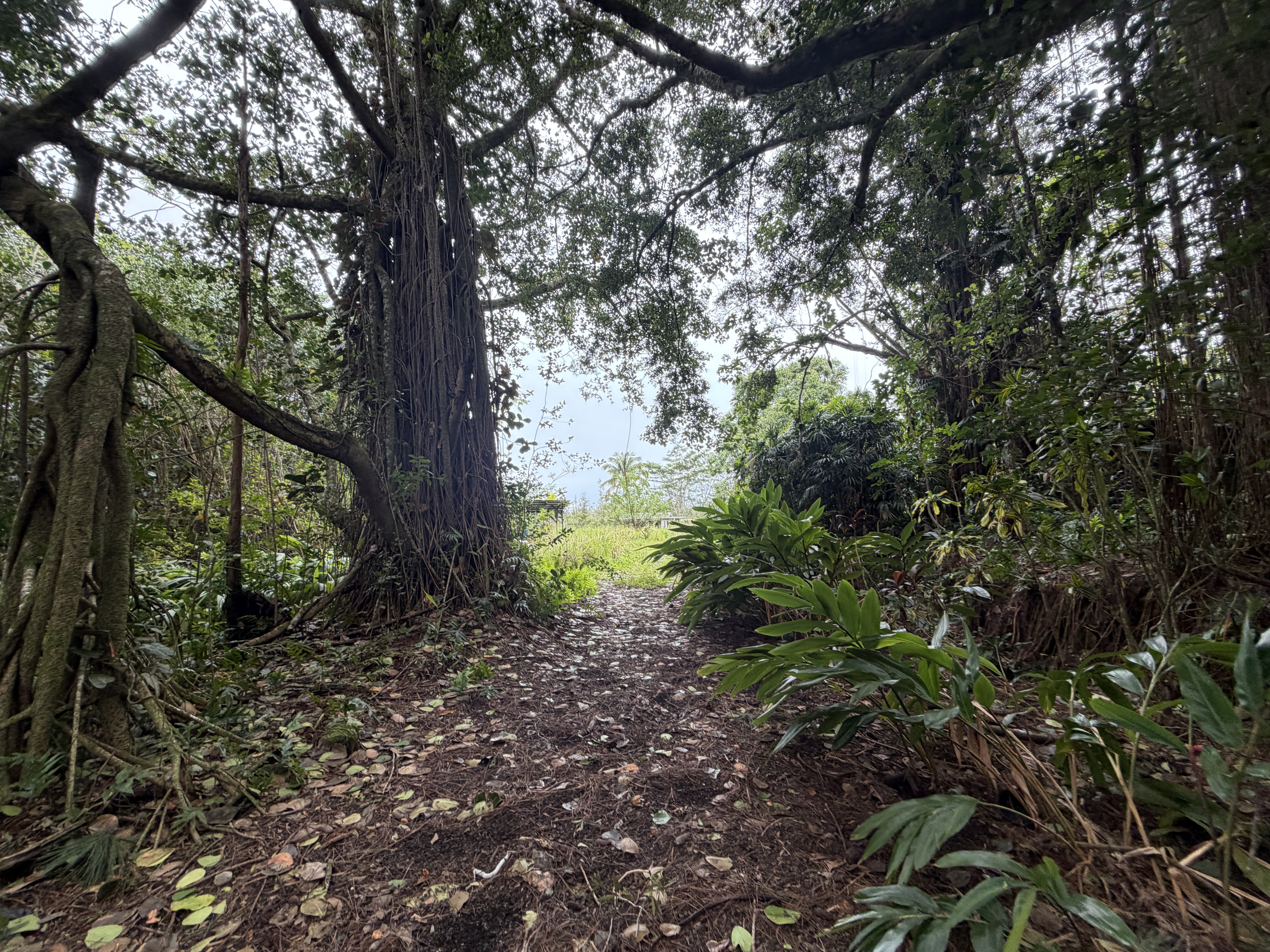 Pahoa Rd Property Photo 6
