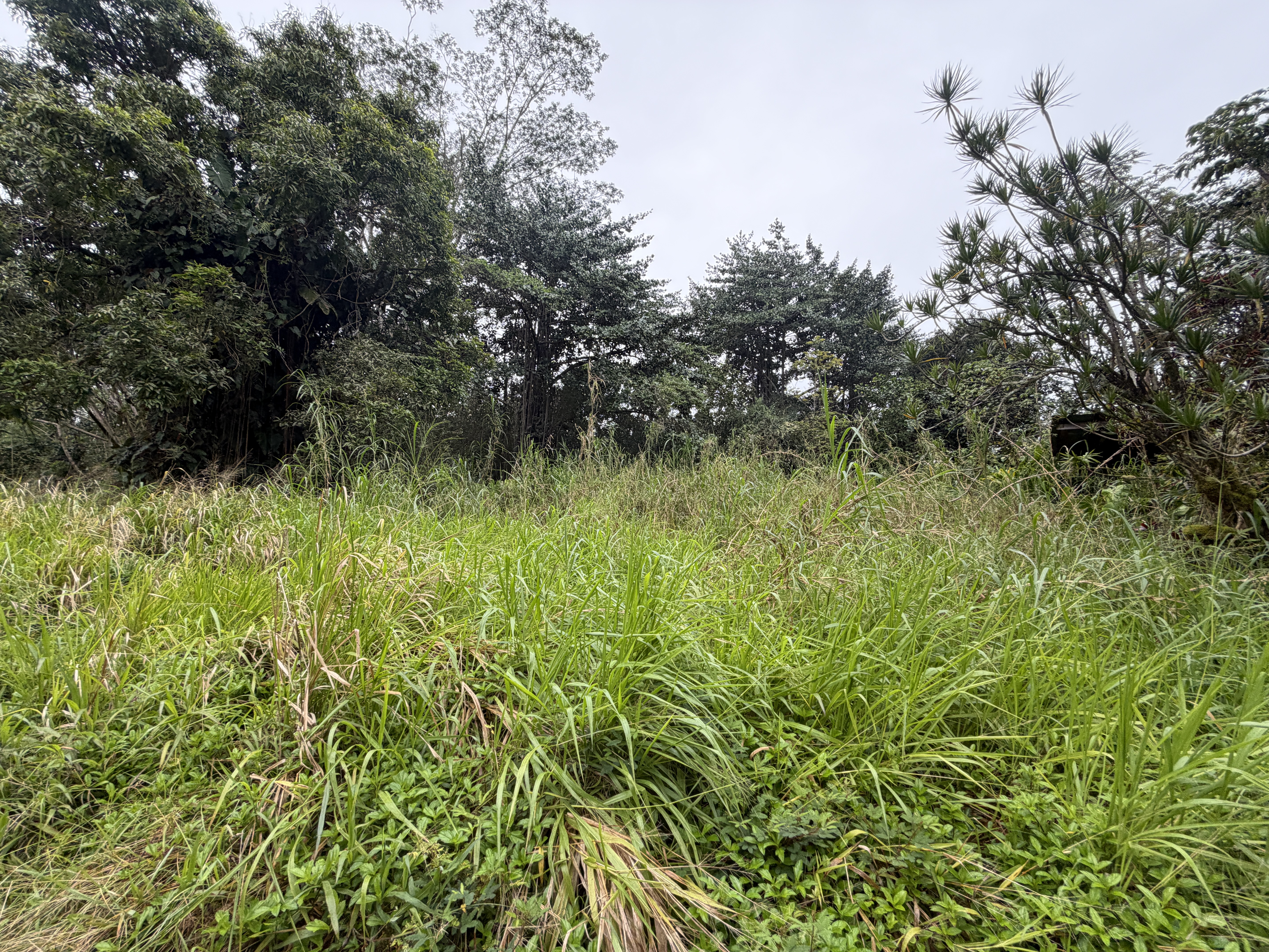 Pahoa Rd Property Photo 18