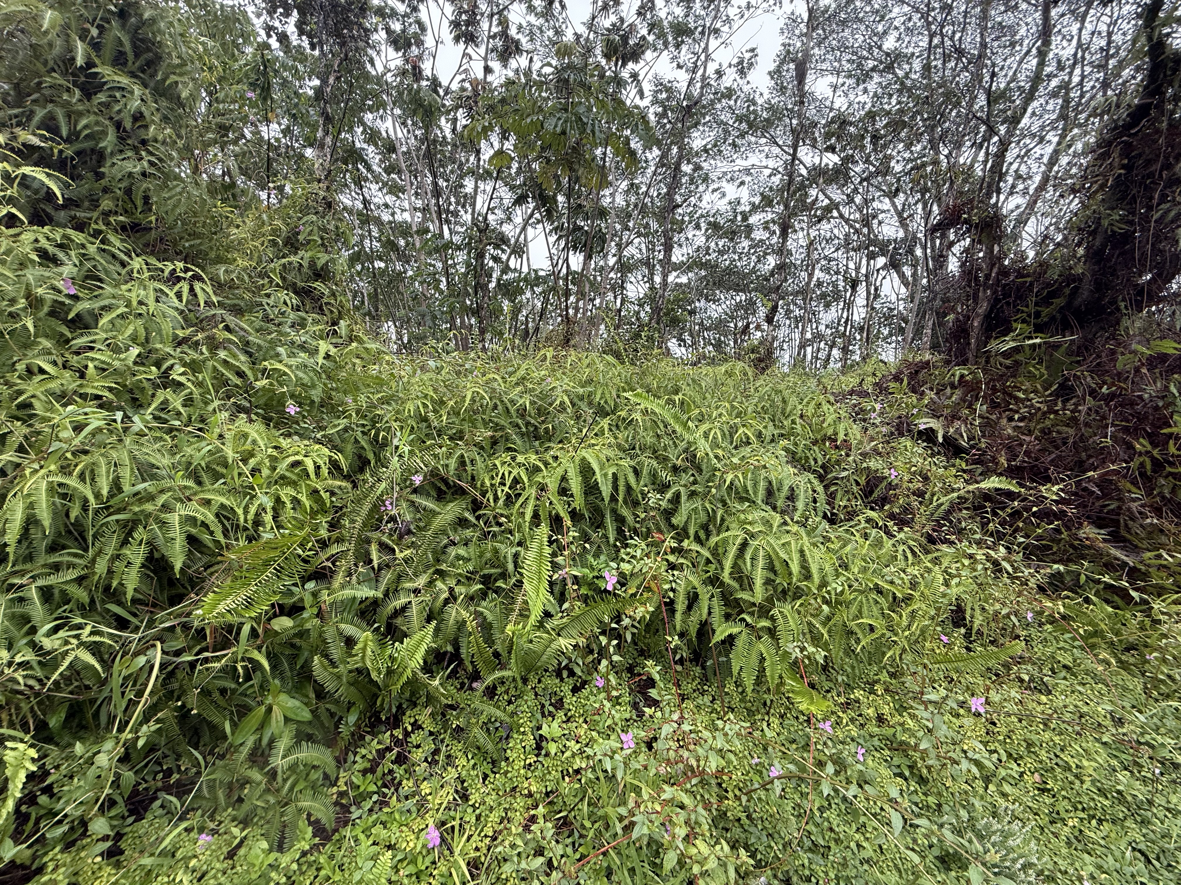Forest Rd Property Photo 4