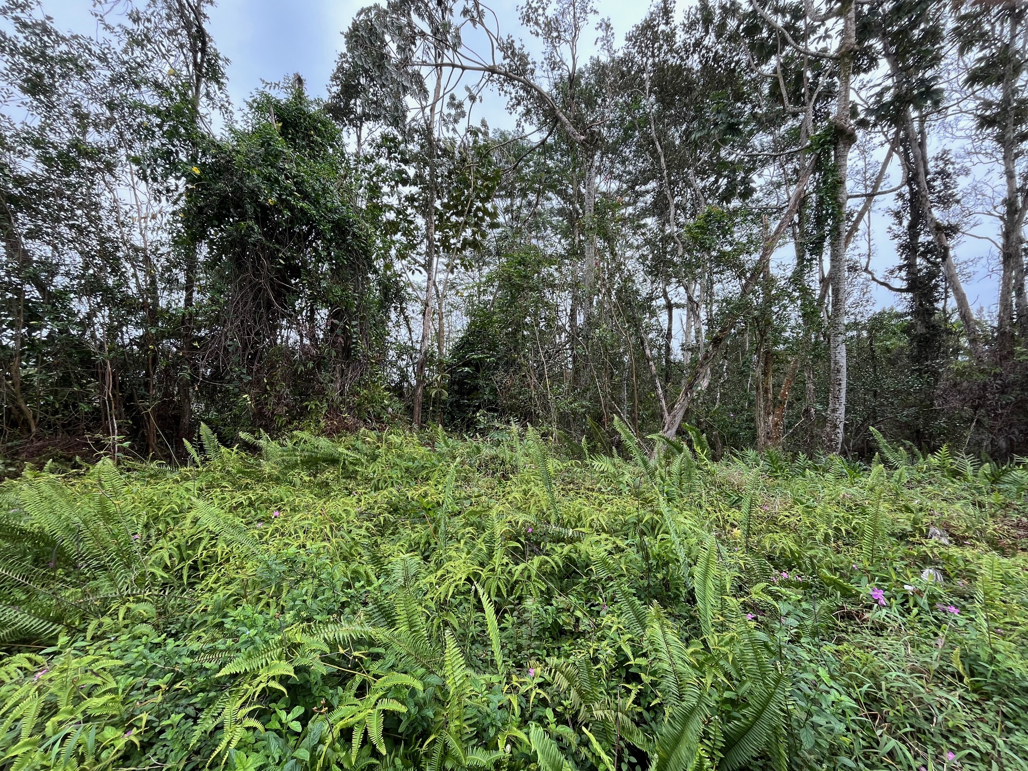 Iao St Property Photo 2