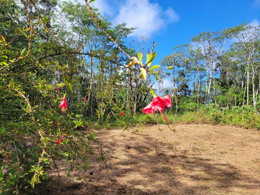 Plumeria Rd Property Photo 2