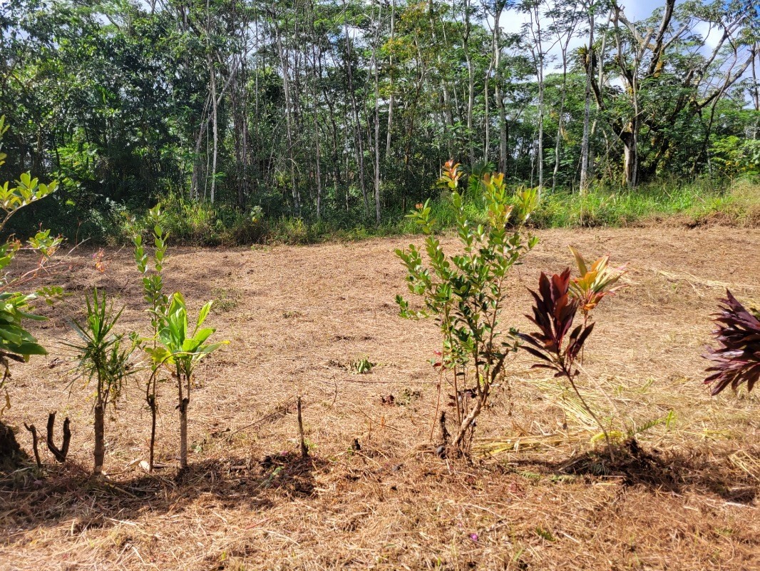 Plumeria Rd Property Photo 3