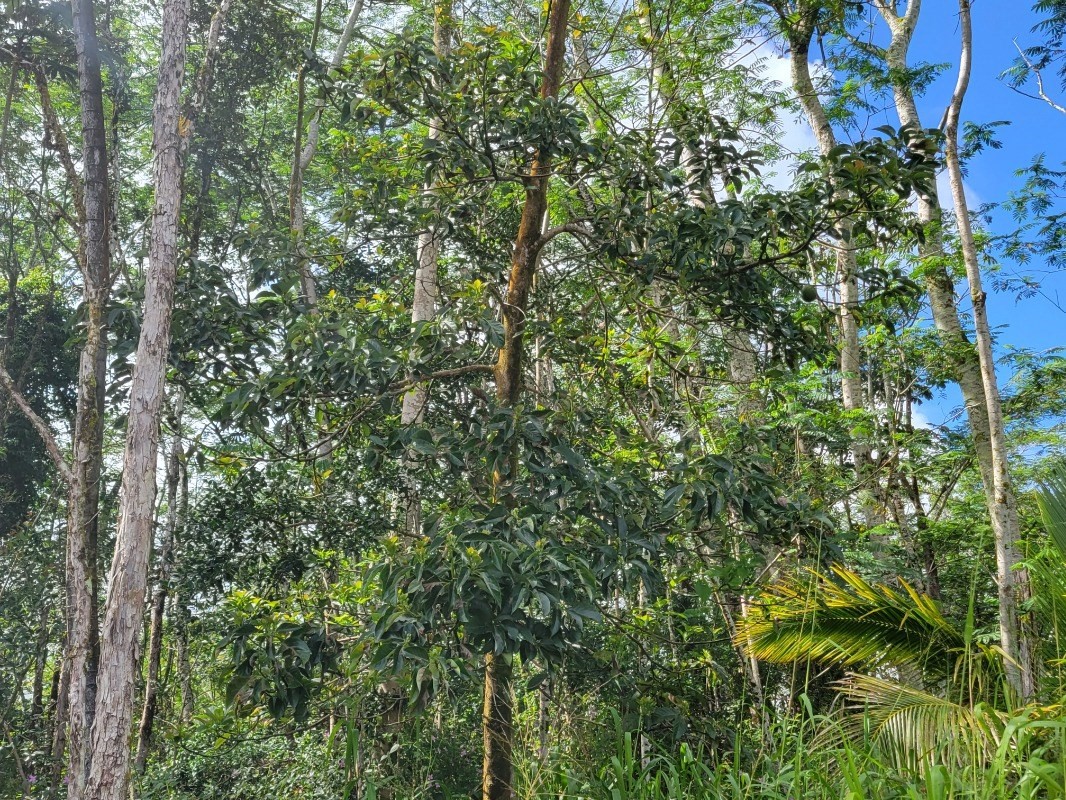 Plumeria Rd Property Photo 7