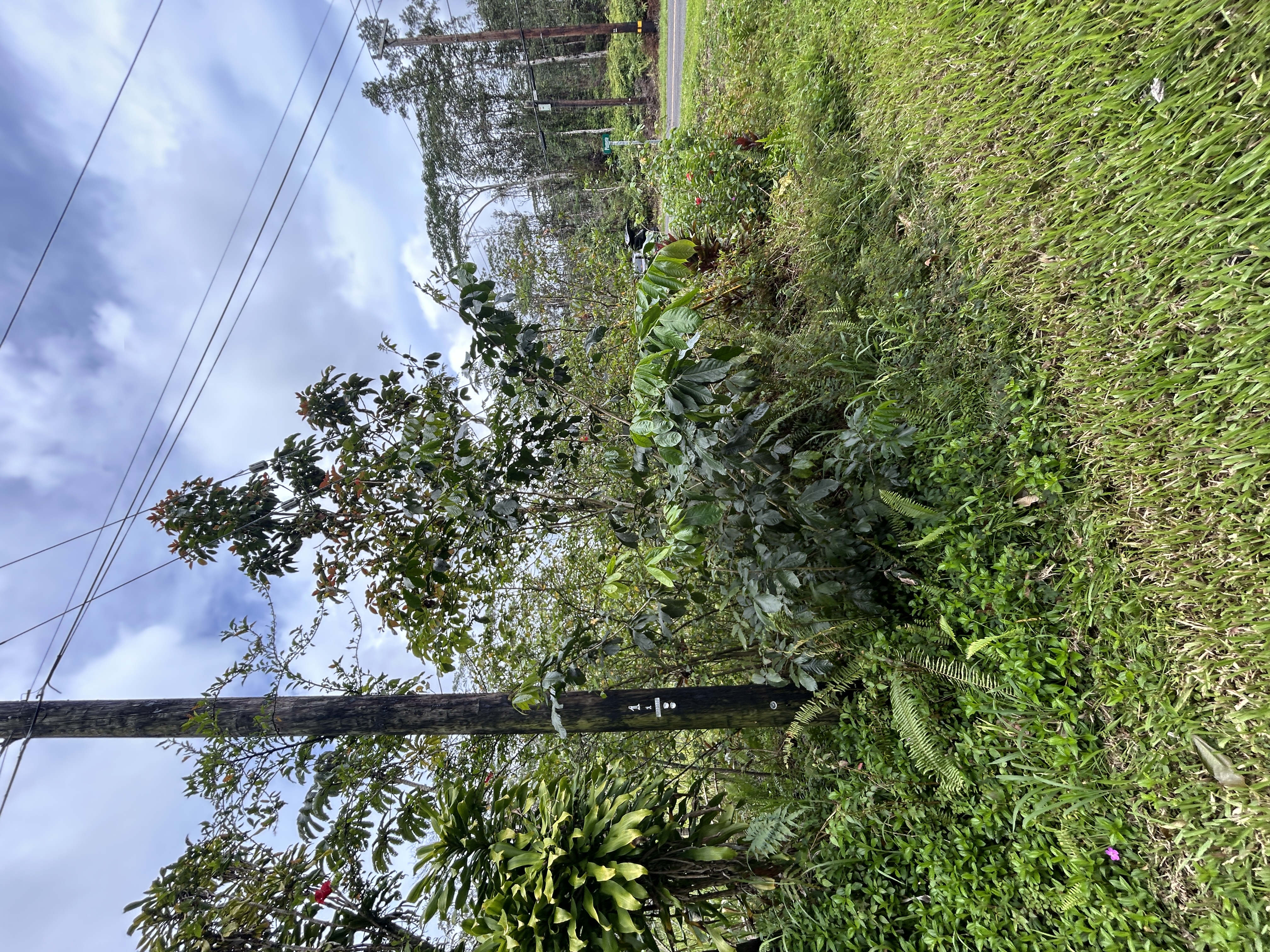 Plumeria Rd Property Photo 8