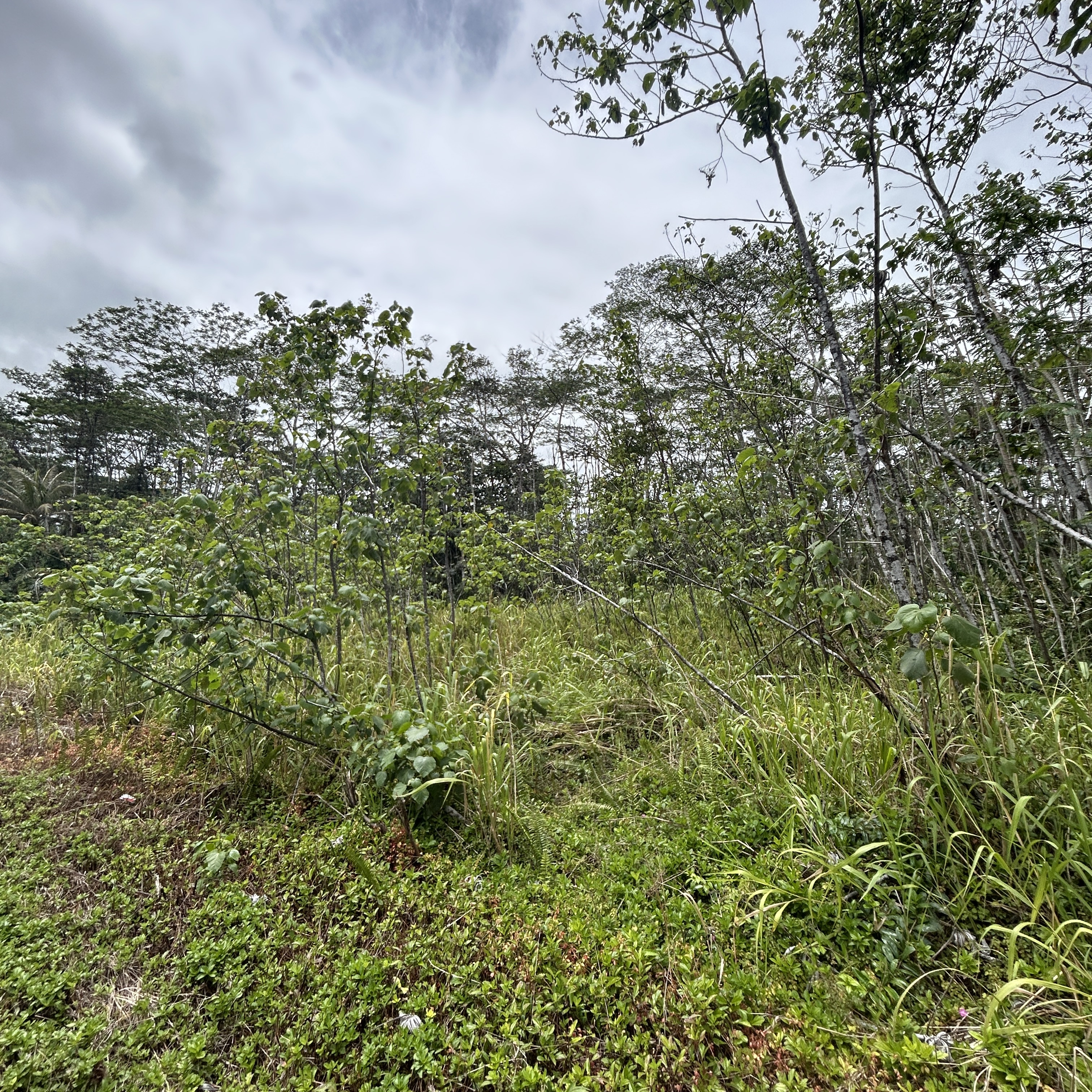 Plumeria Rd Property Photo 9