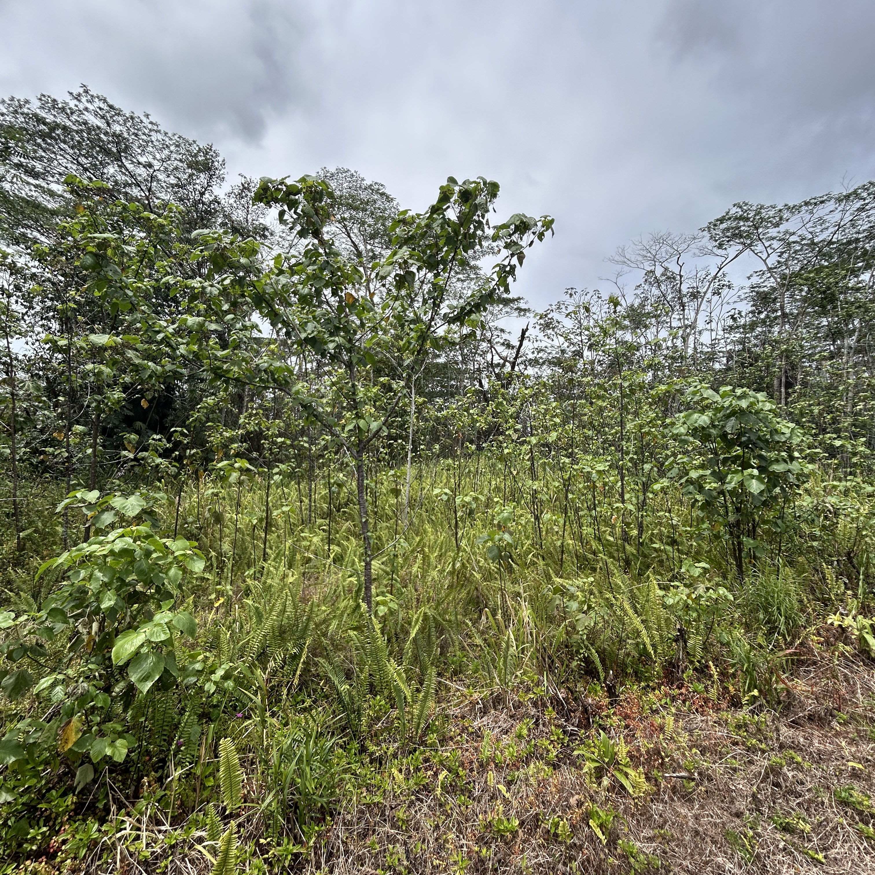 Plumeria Rd Property Photo 12