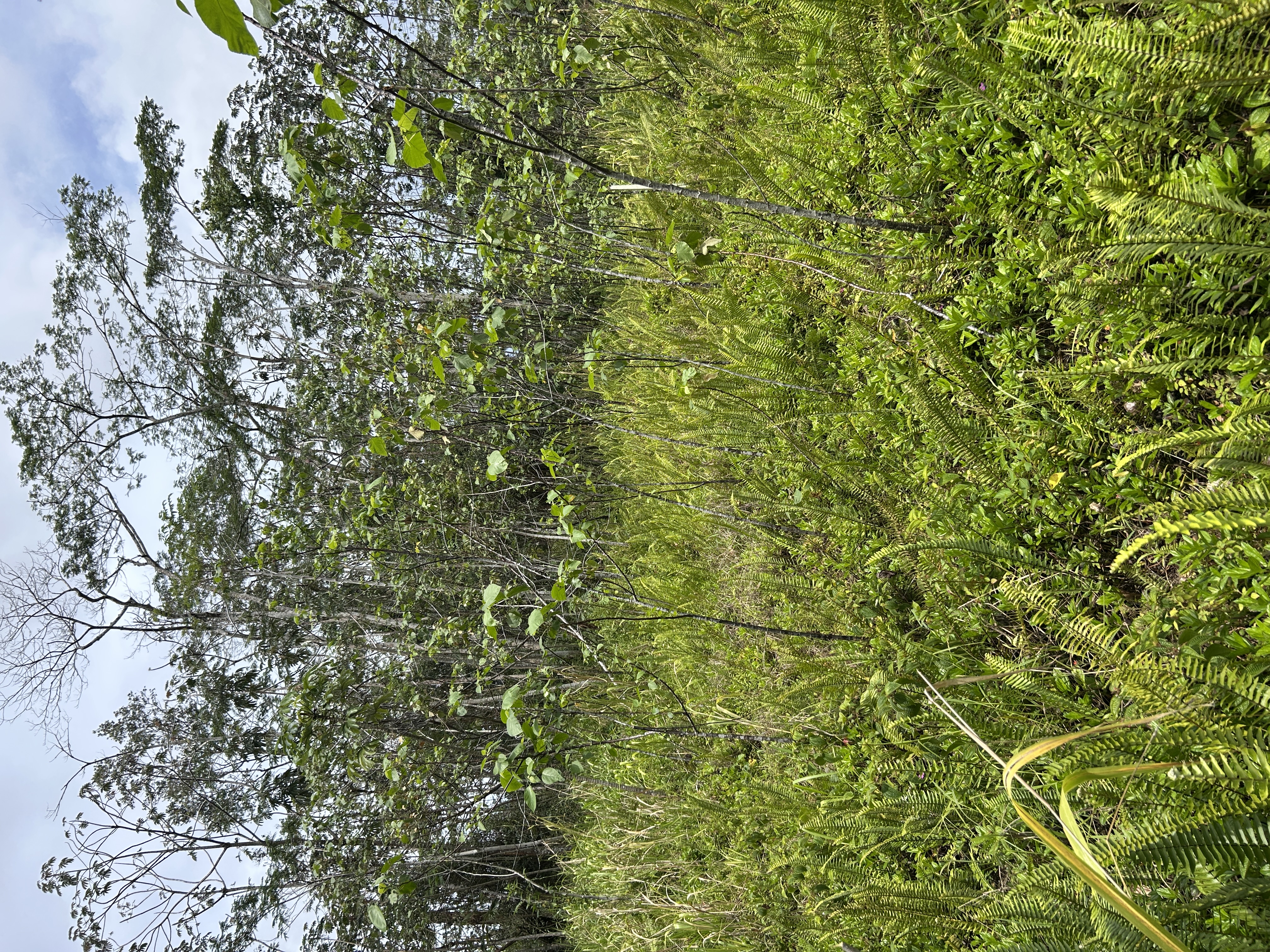 Plumeria Rd Property Photo 13