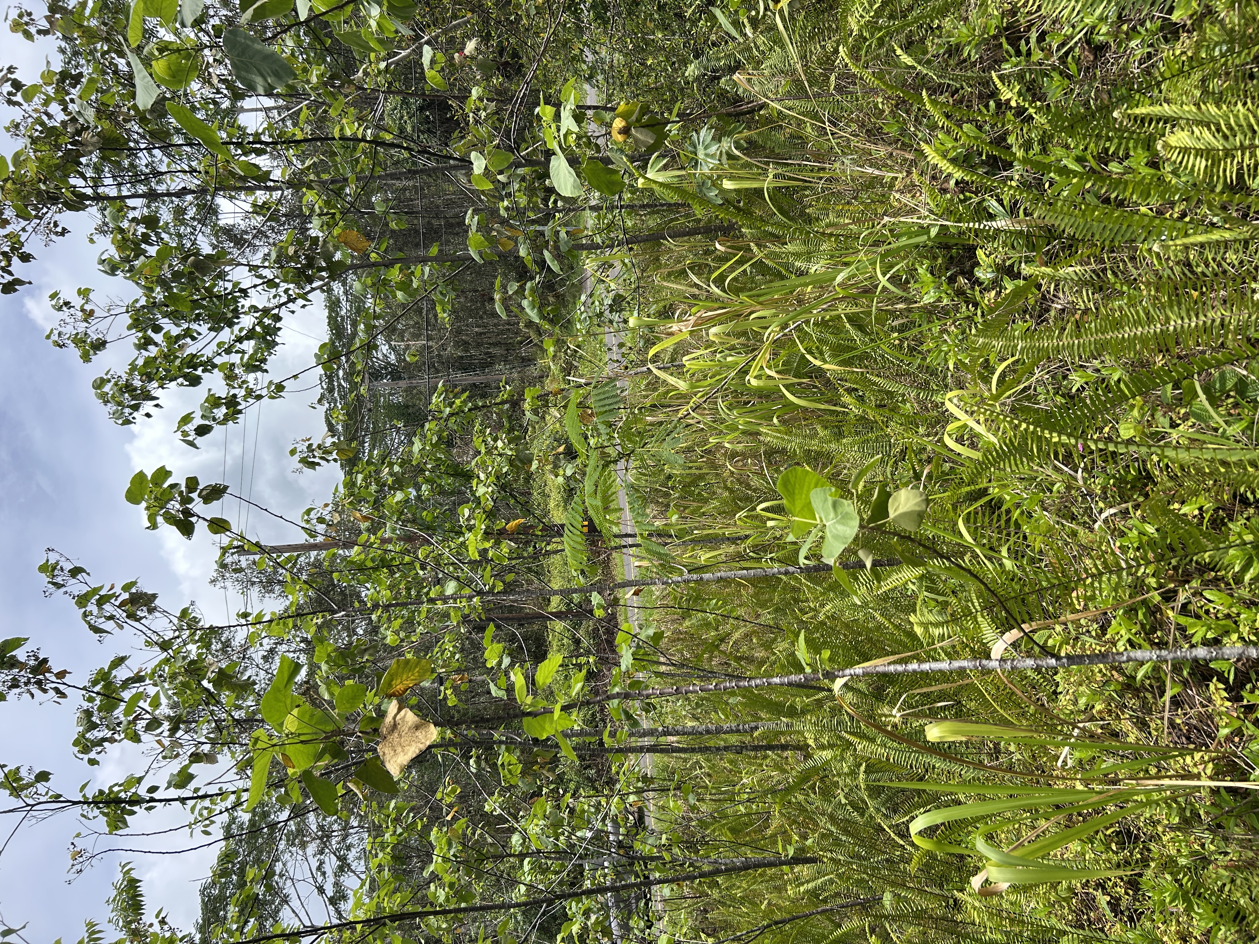 Plumeria Rd Property Photo 14