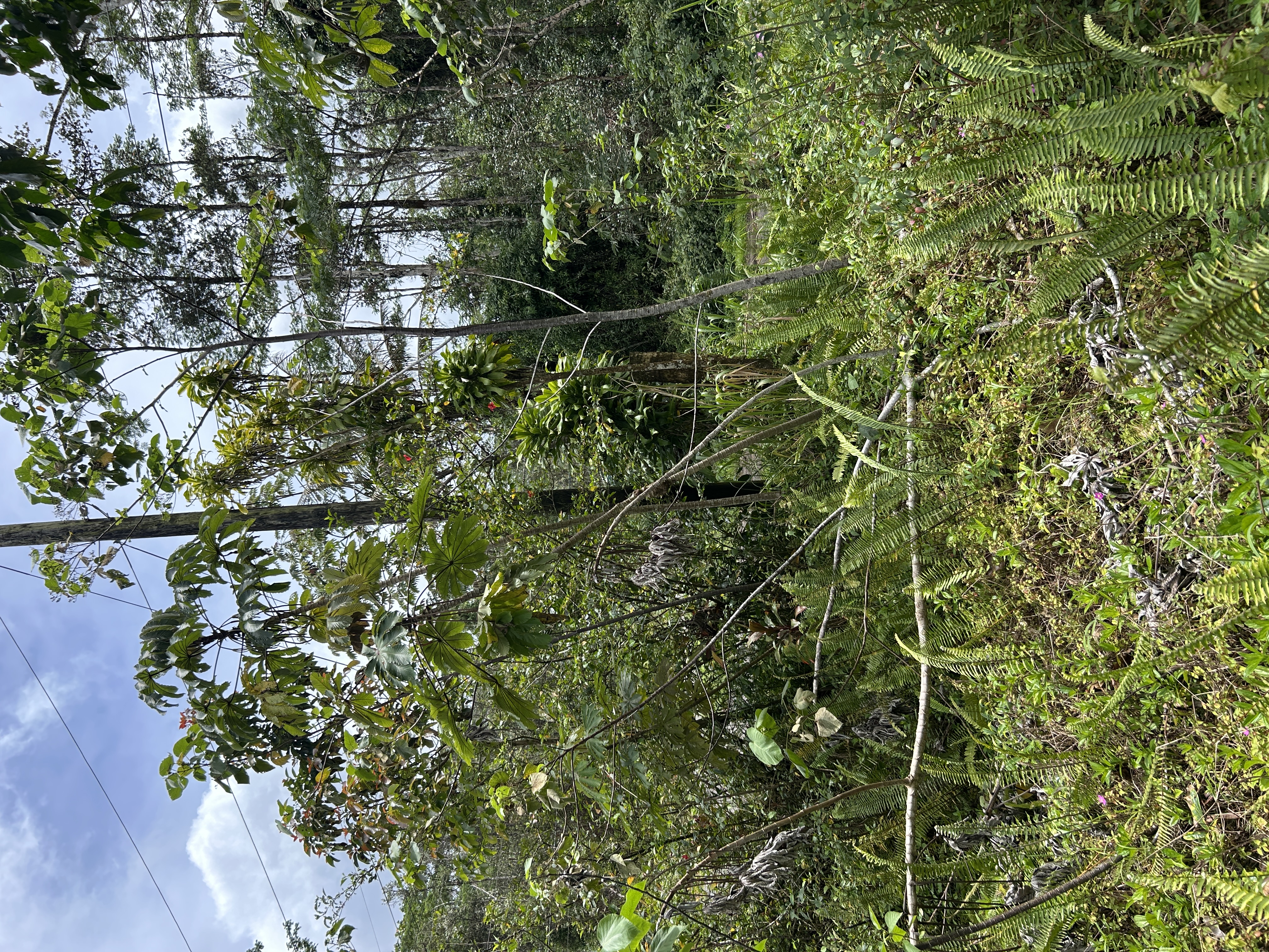 Plumeria Rd Property Photo 16