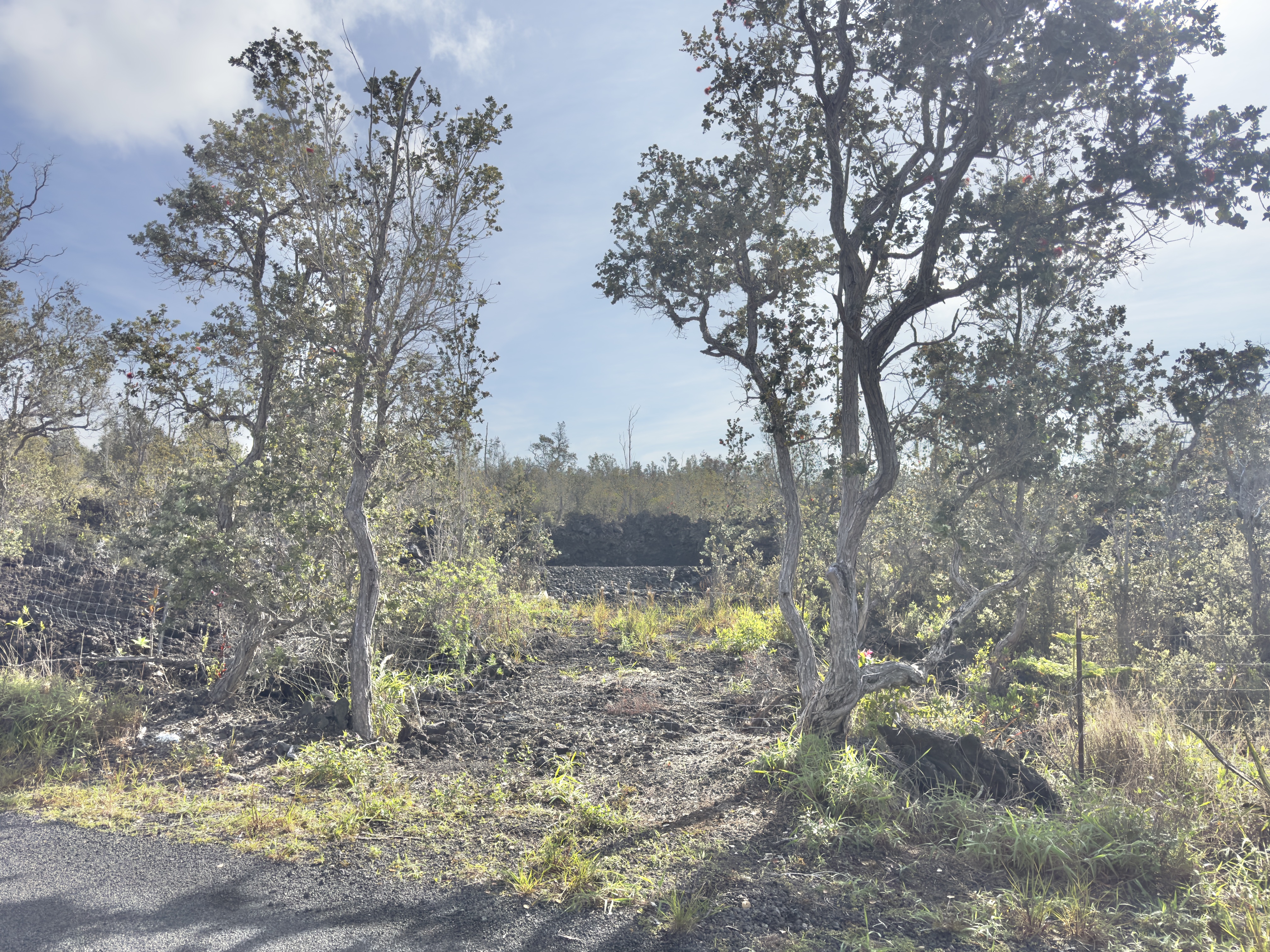 Tree Fern Ln Property Photo 3