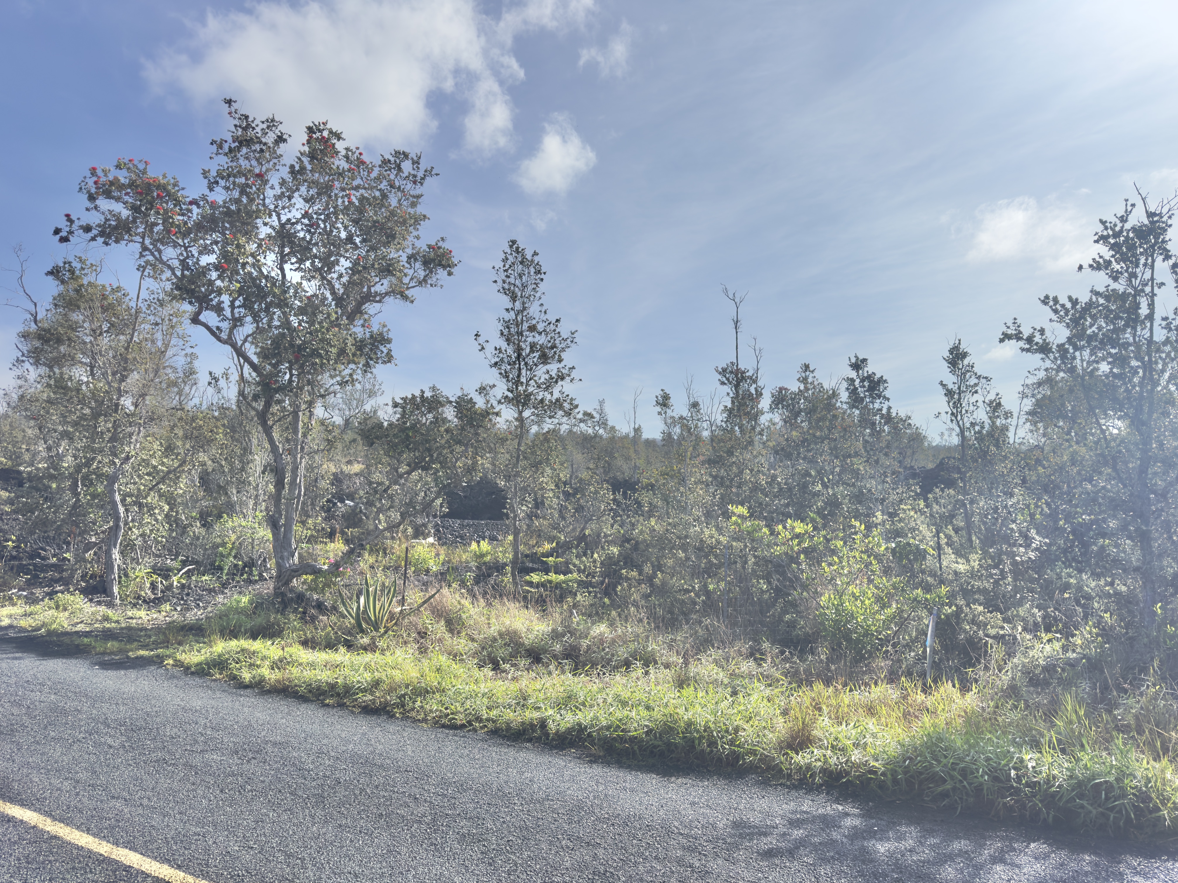 Tree Fern Ln Property Photo 5