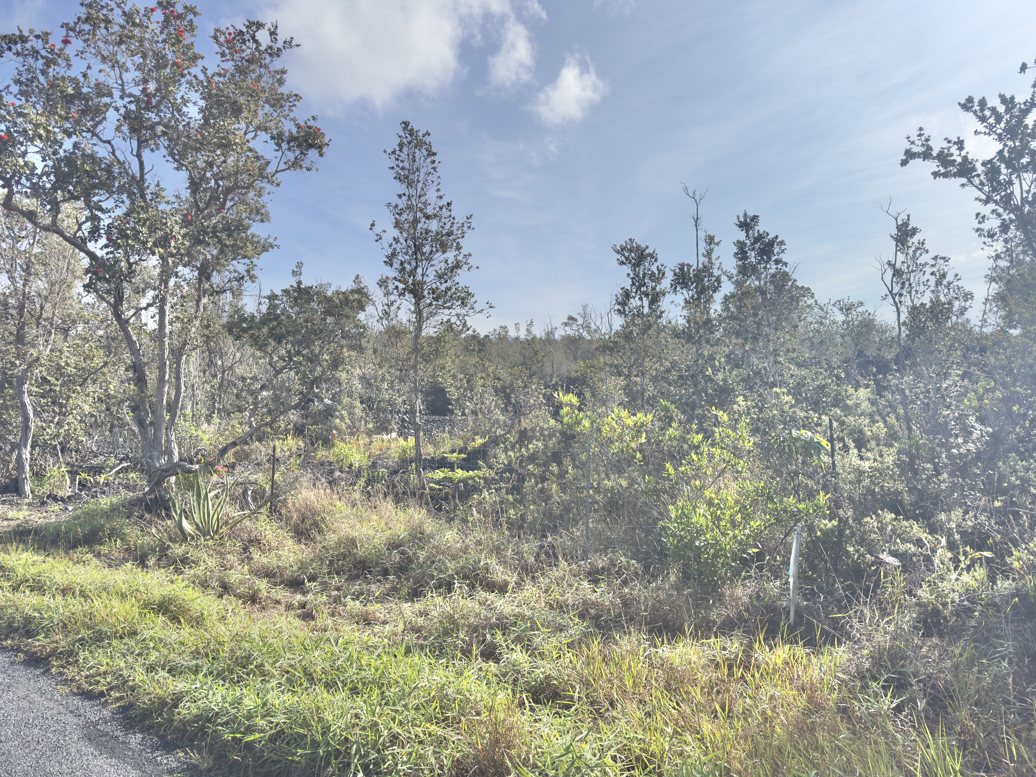 Tree Fern Ln Property Photo 6