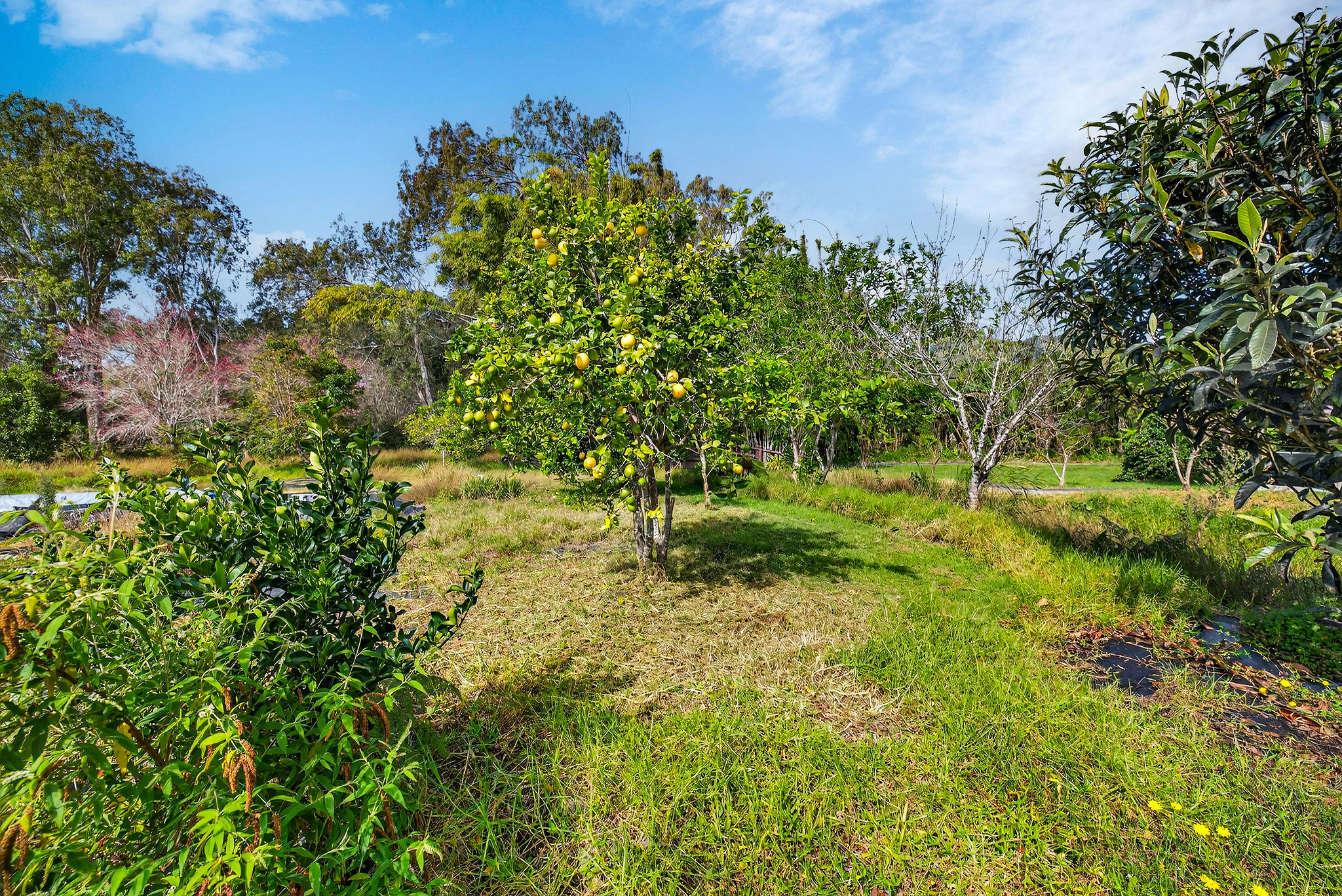 64-645 Mamalahoa Highway Property Photo 23