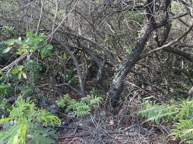 HOLOWAI ST Property Photo 1