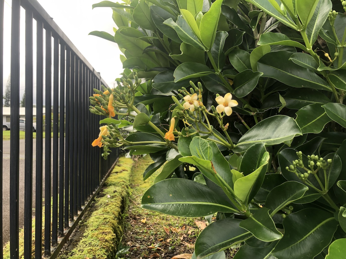 1204 Kihonua Pl Property Photo 23