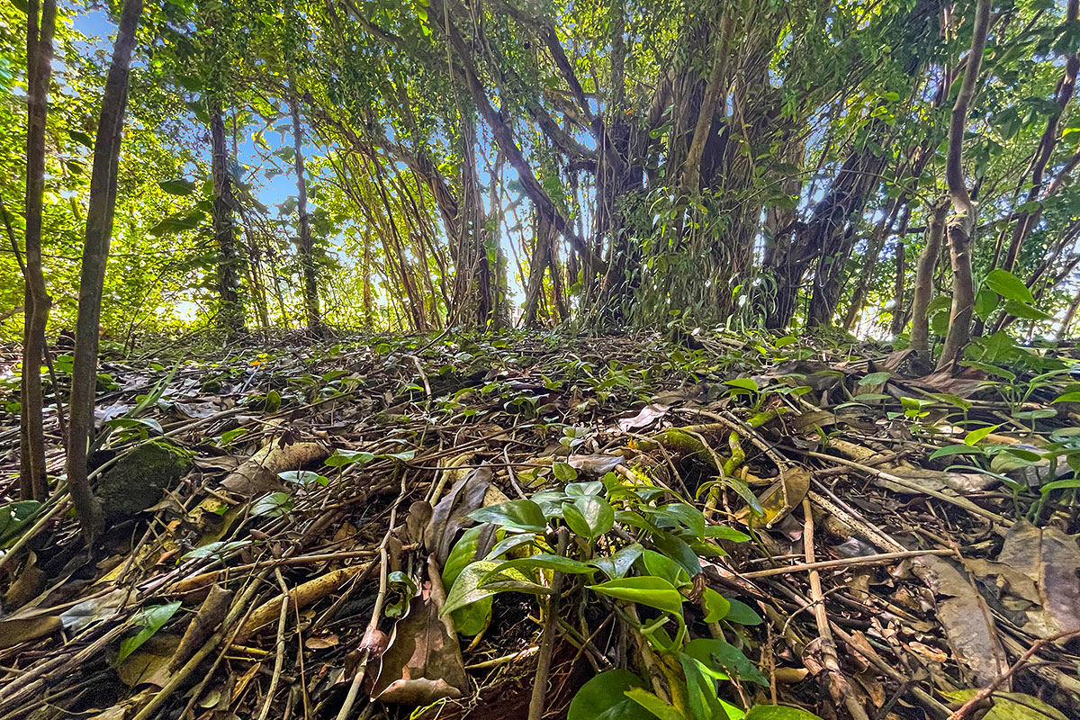 Kumu St Property Photo 16