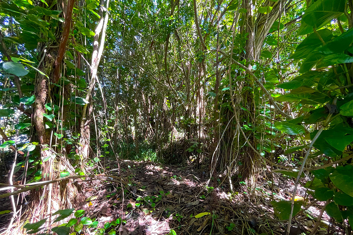 Kumu St Property Photo 19