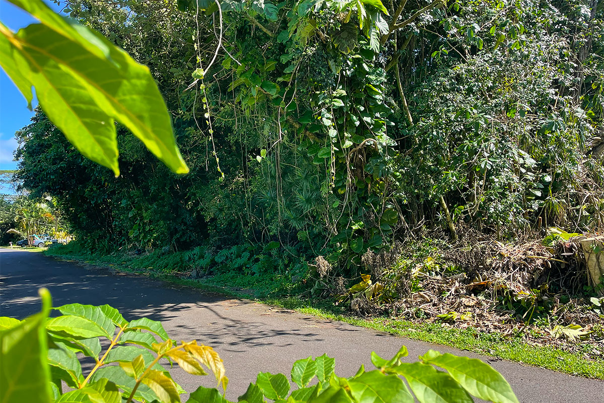 Kumu St Property Photo 27
