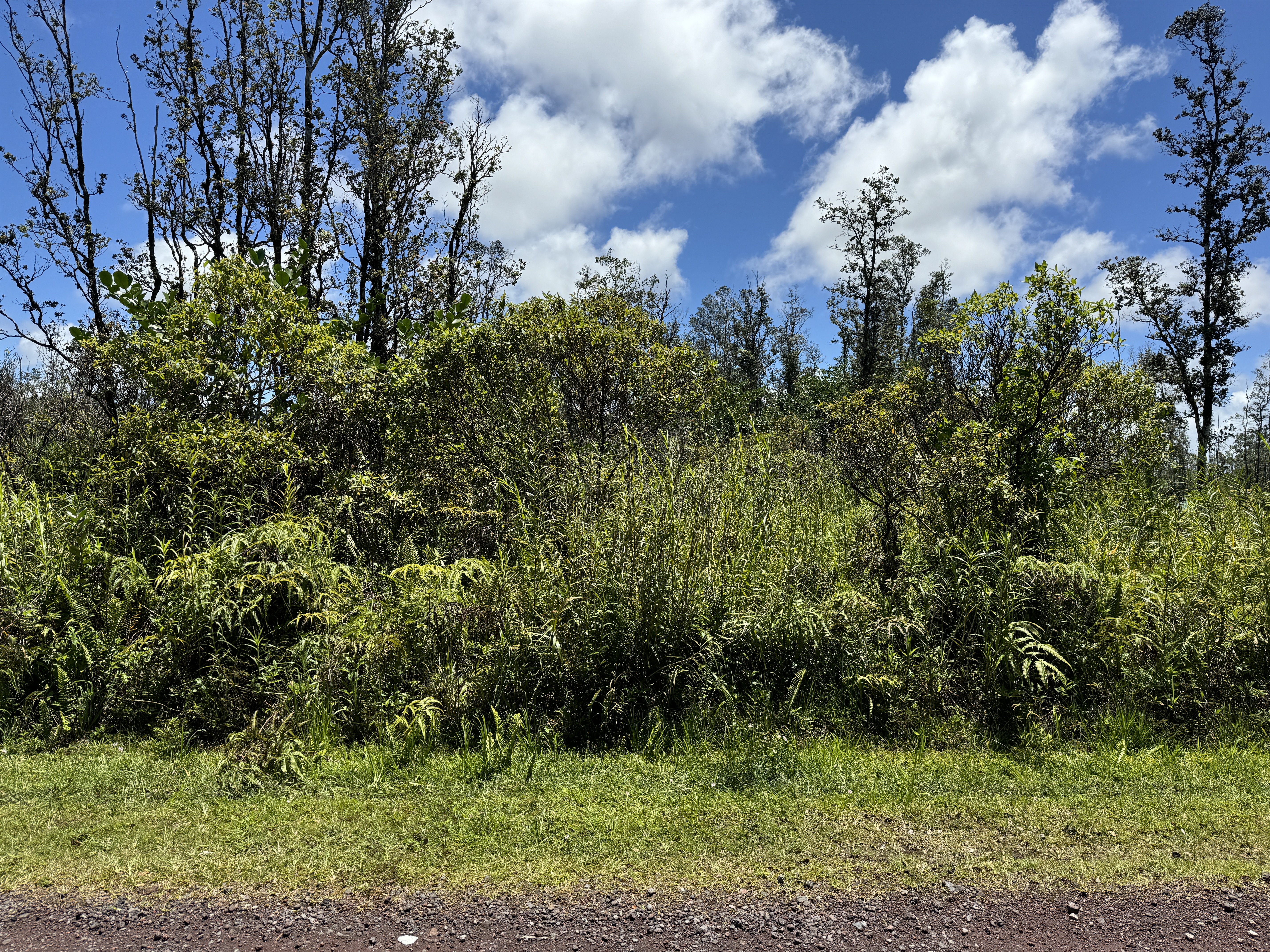 Plumeria Dr Lot 65 Property Photo 2