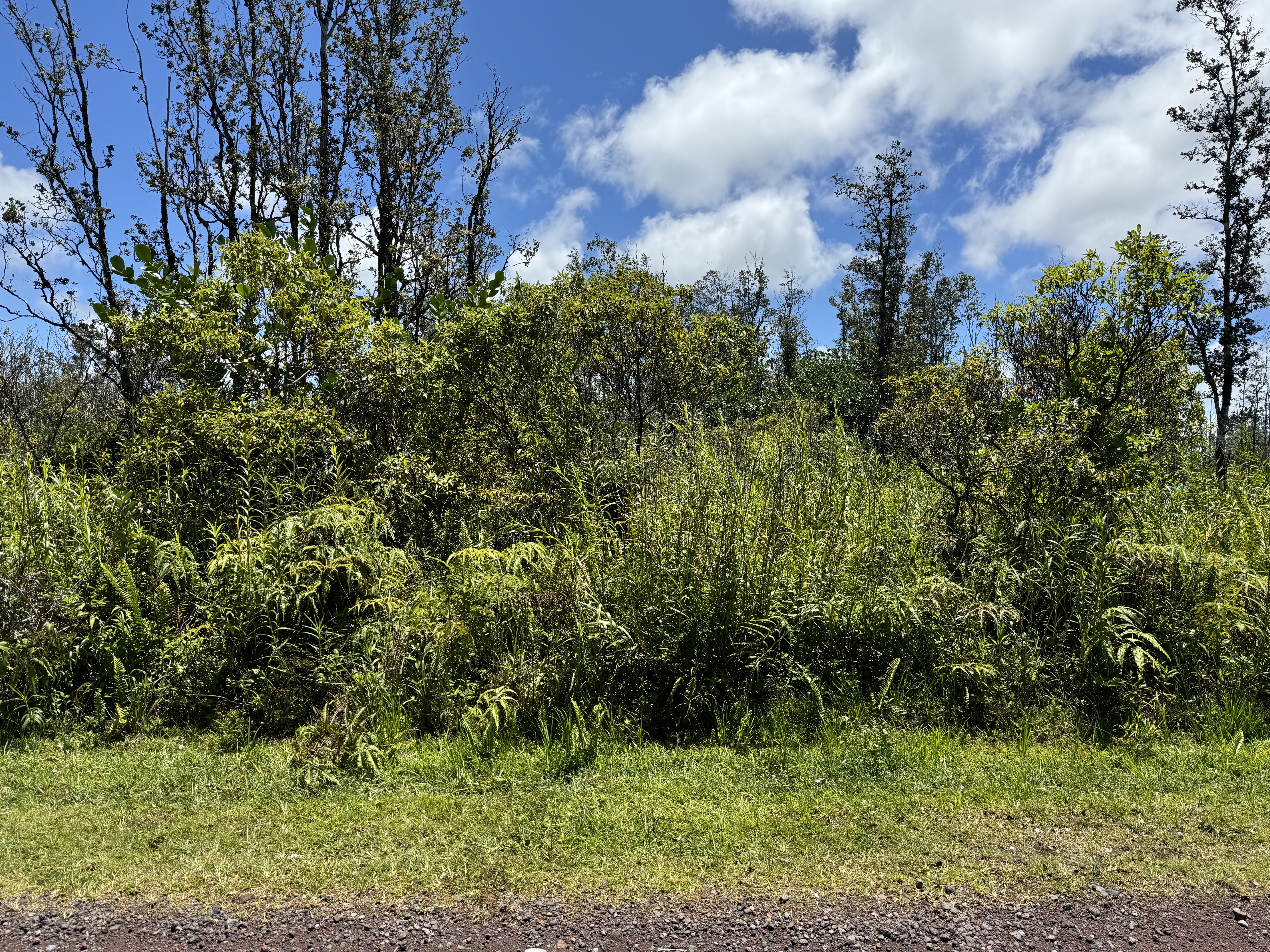 Plumeria Dr Lot 65 Property Photo 8