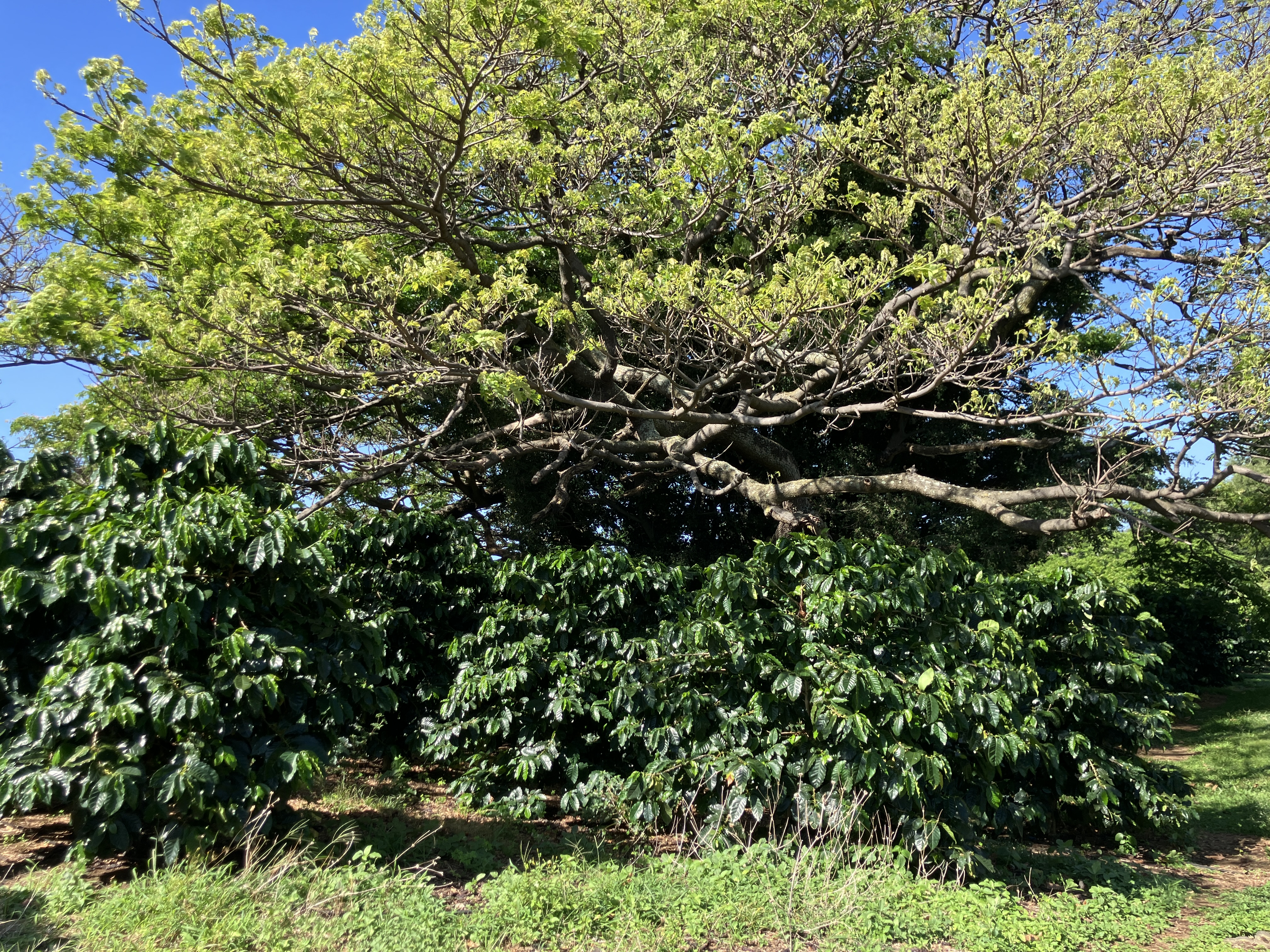 96-2951 Paauau St Property Photo 4