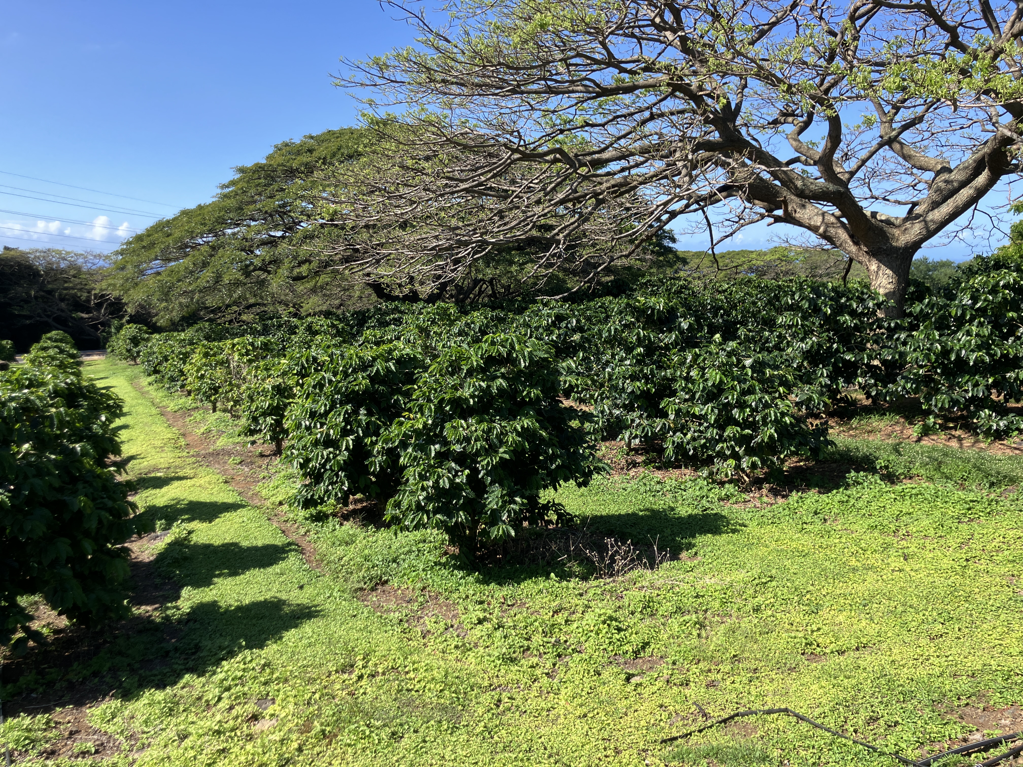 96-2951 Paauau St Property Photo 8