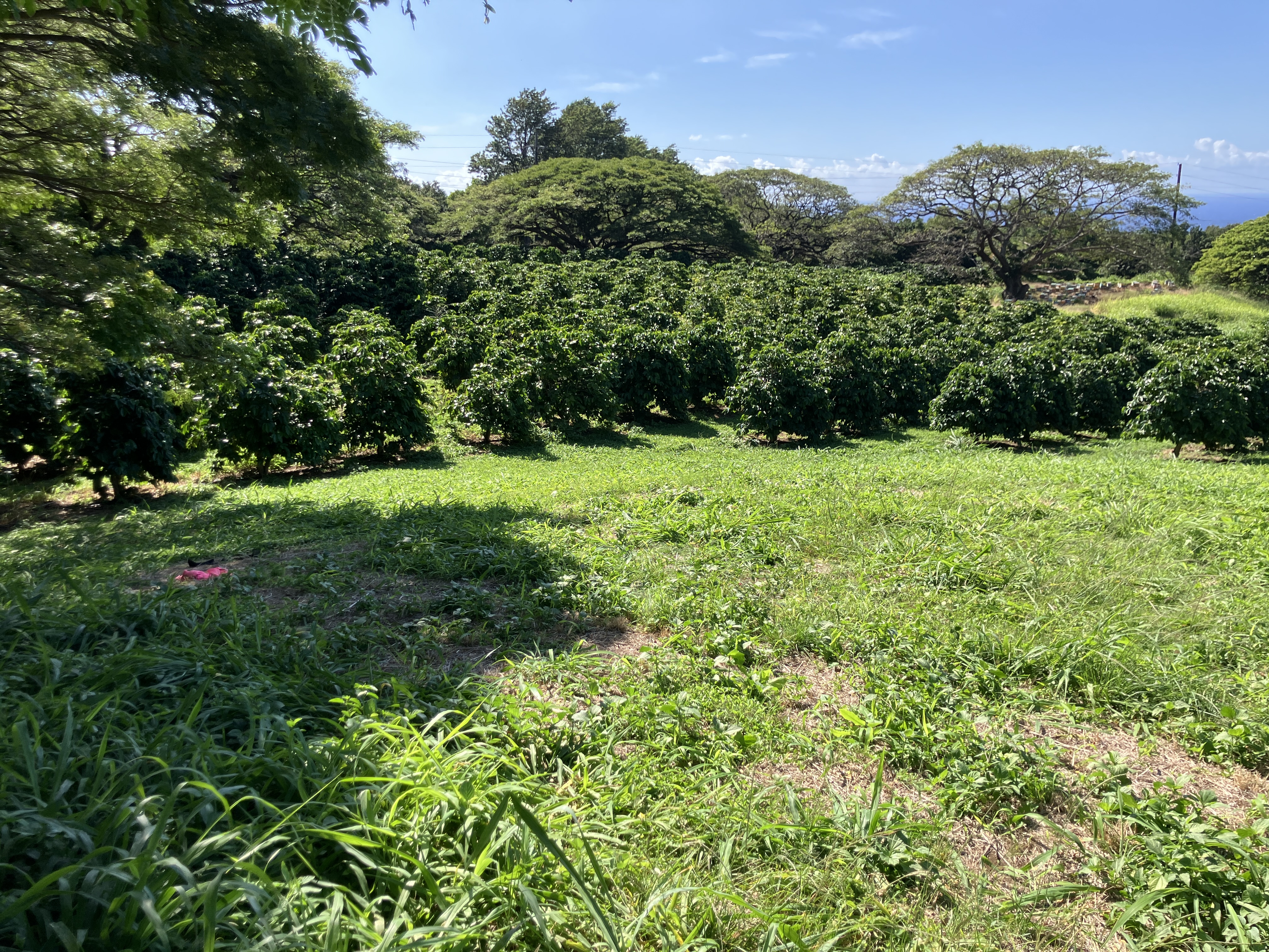 96-2951 Paauau St Property Photo 13