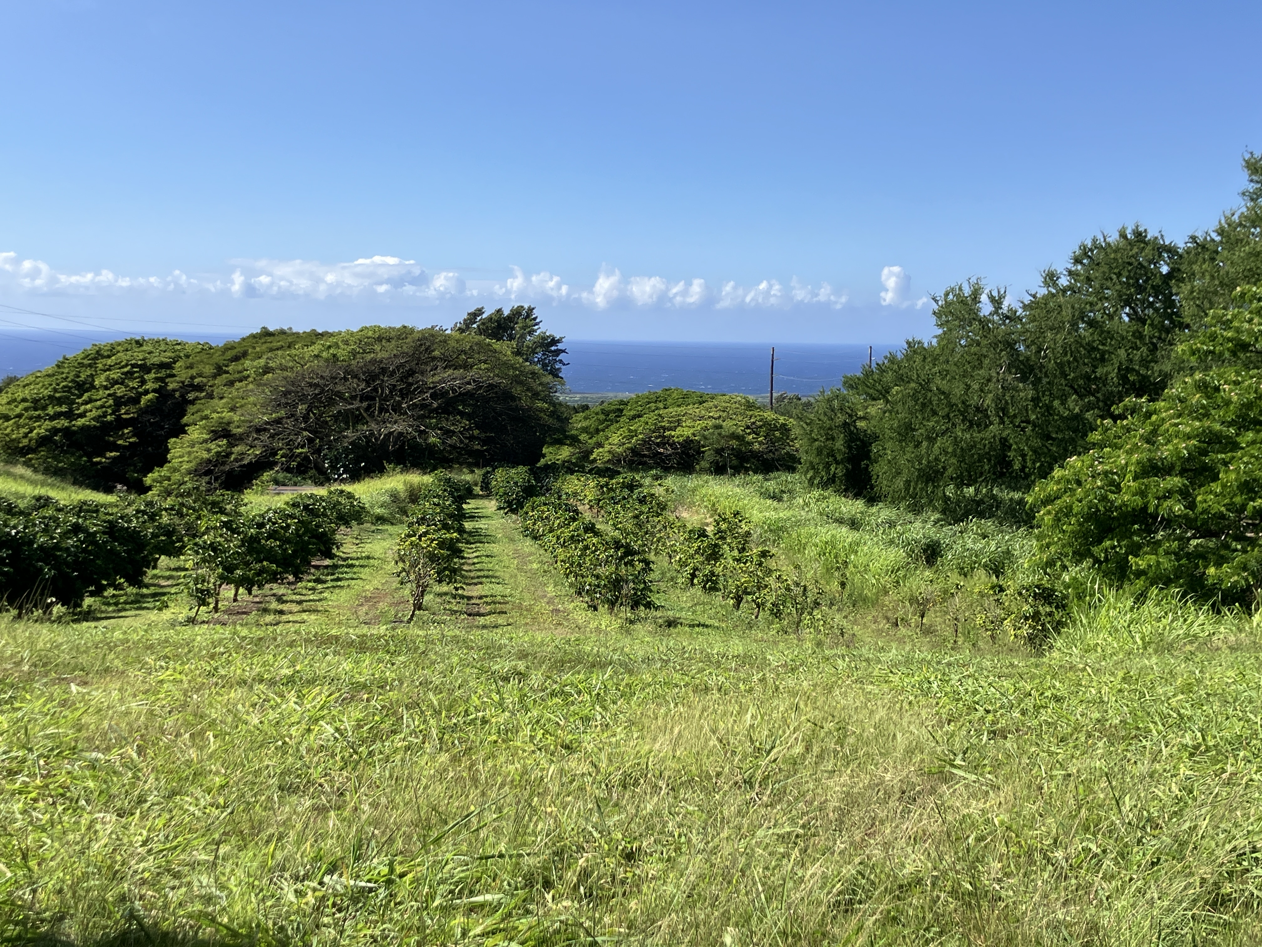96-2951 Paauau St Property Photo 14