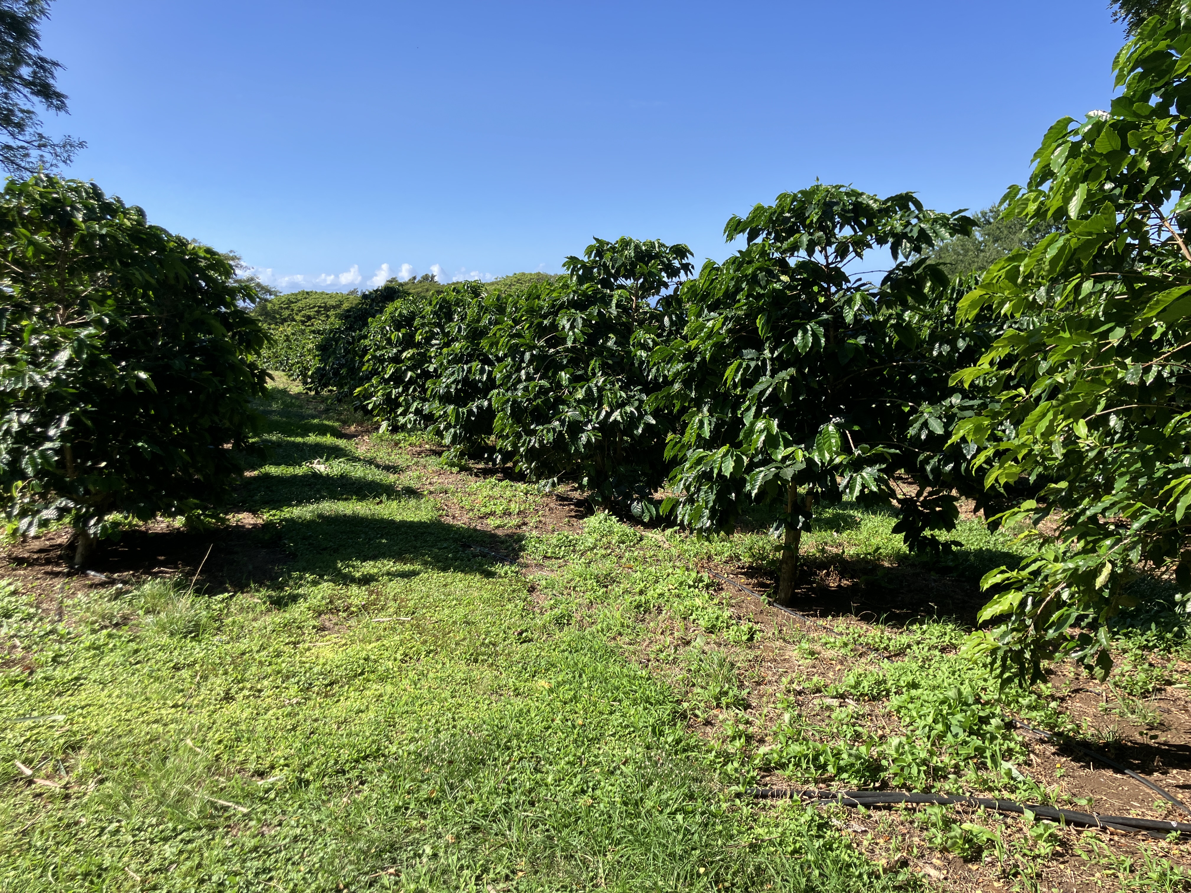 96-2951 Paauau St Property Photo 28