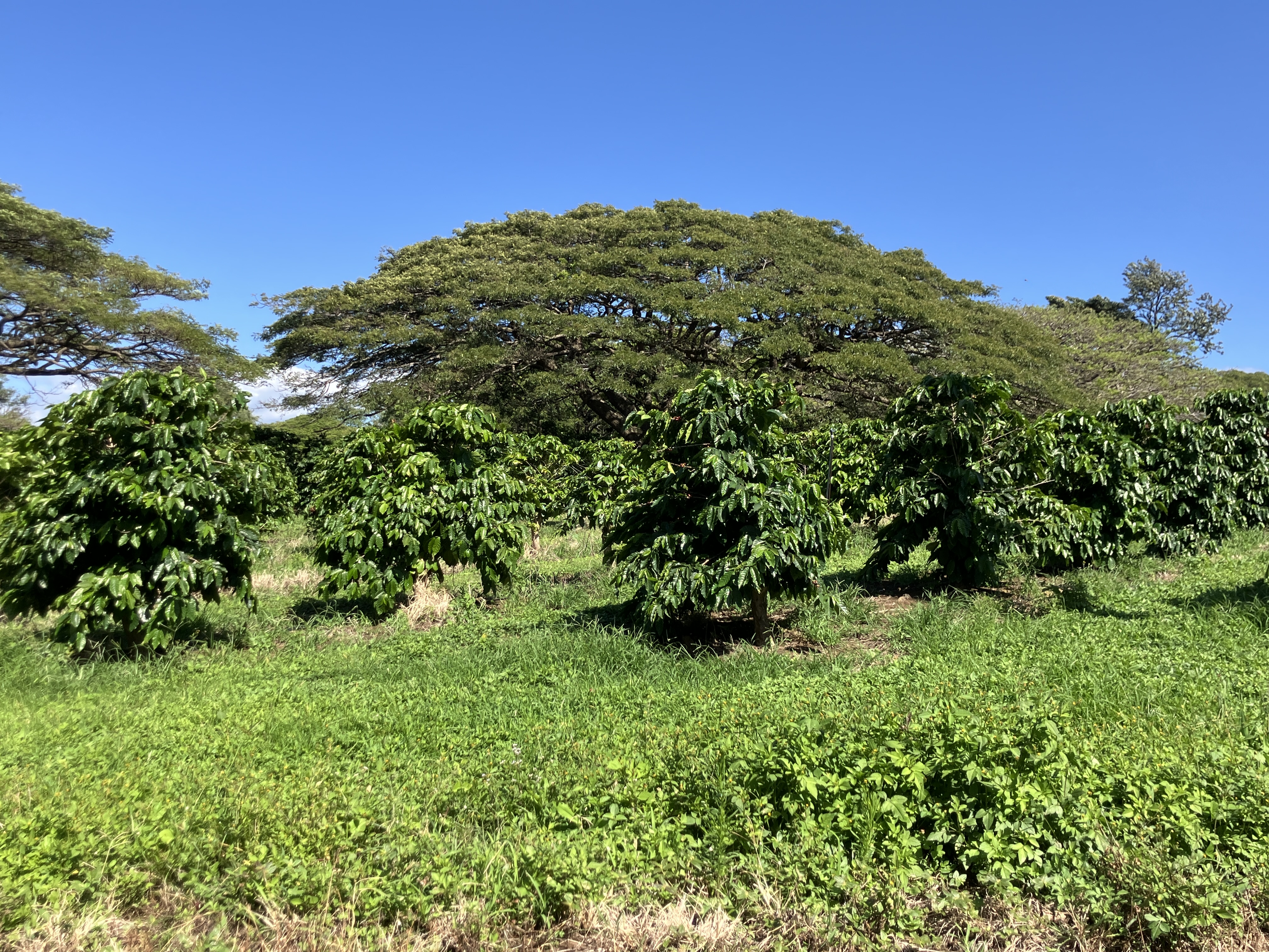 96-2951 Paauau St Property Photo 29