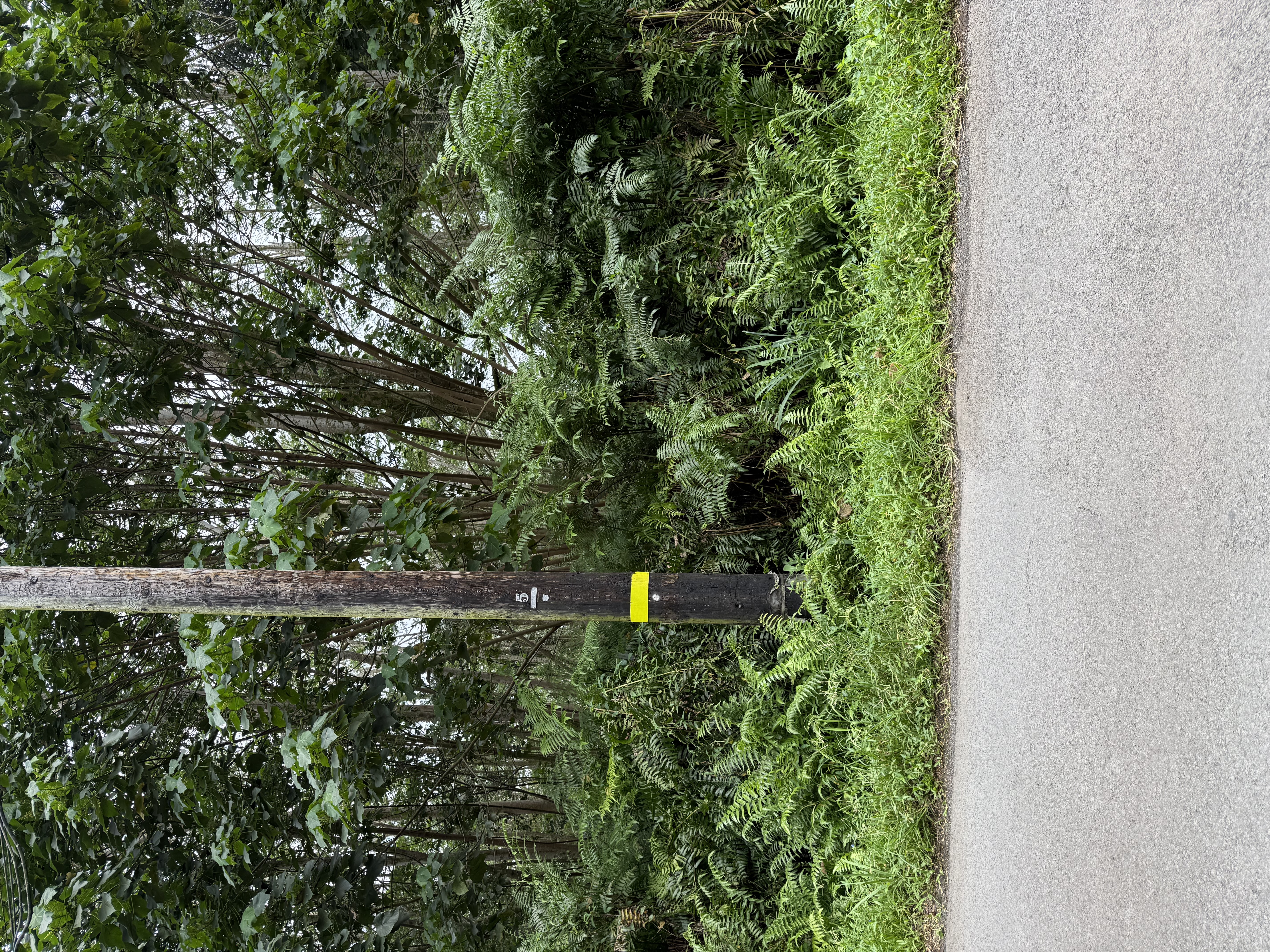 Pahoa Property Photo 1