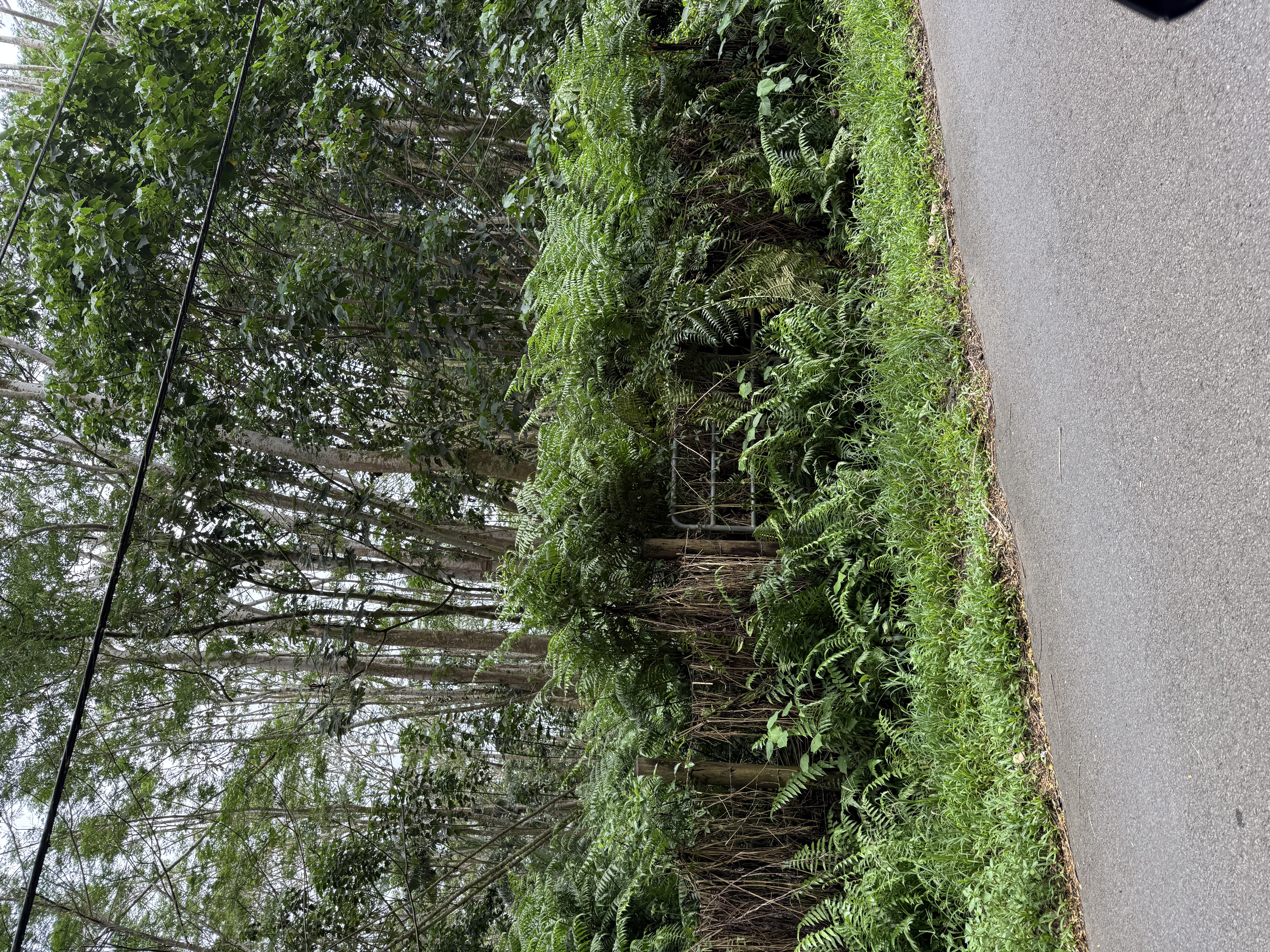 Pahoa Property Photo 2