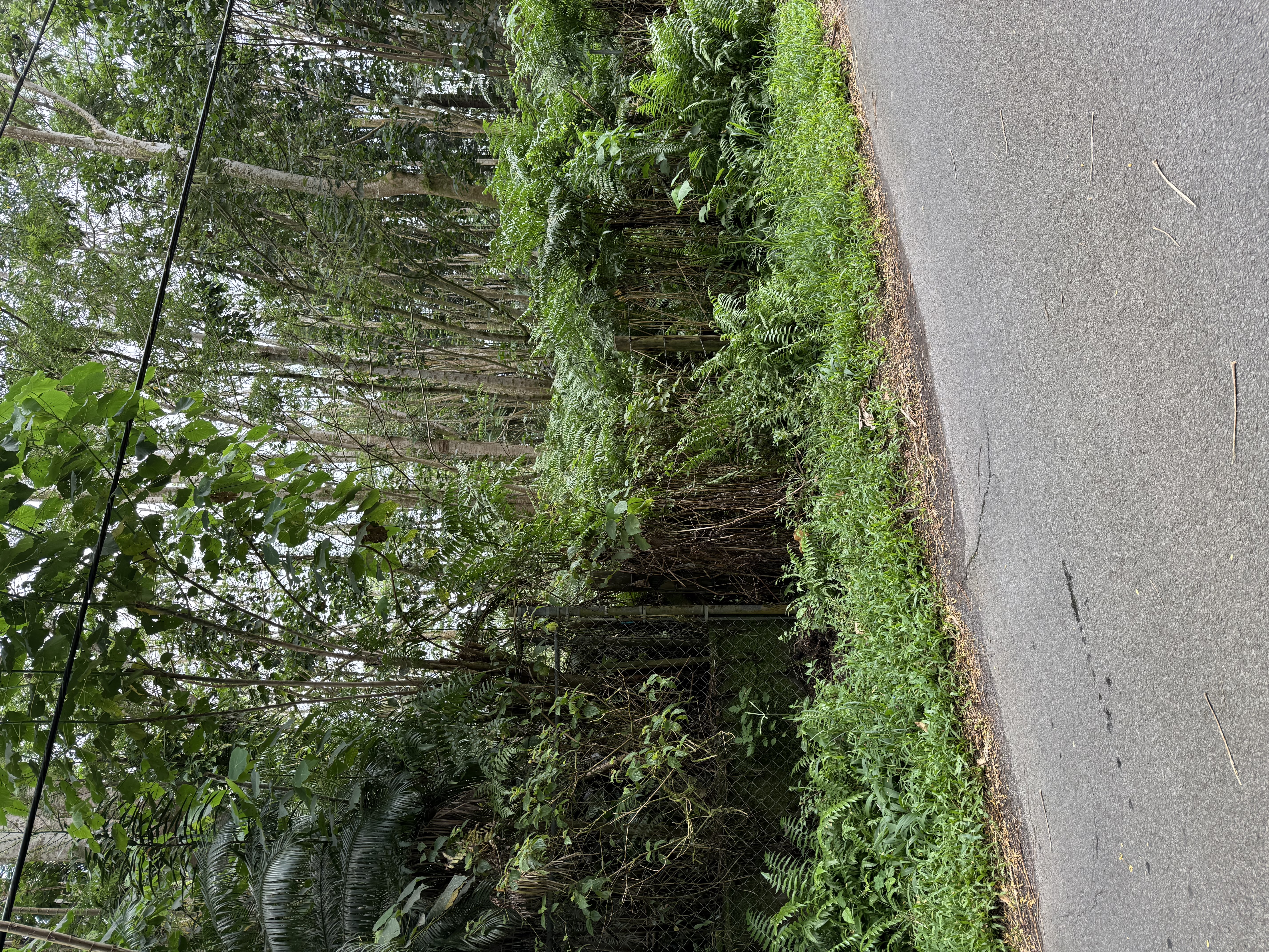 Pahoa Property Photo 3