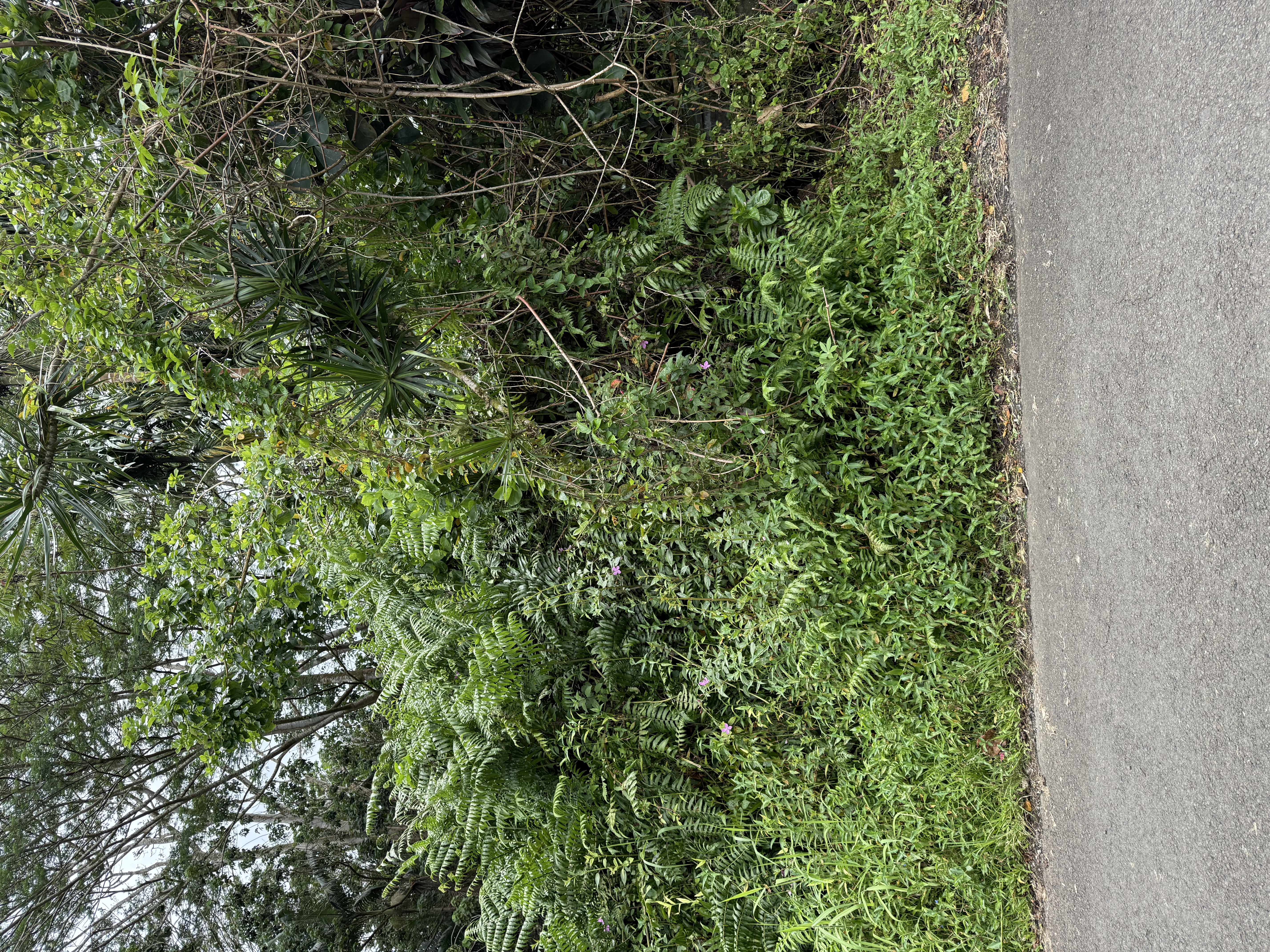 Pahoa Property Photo 4