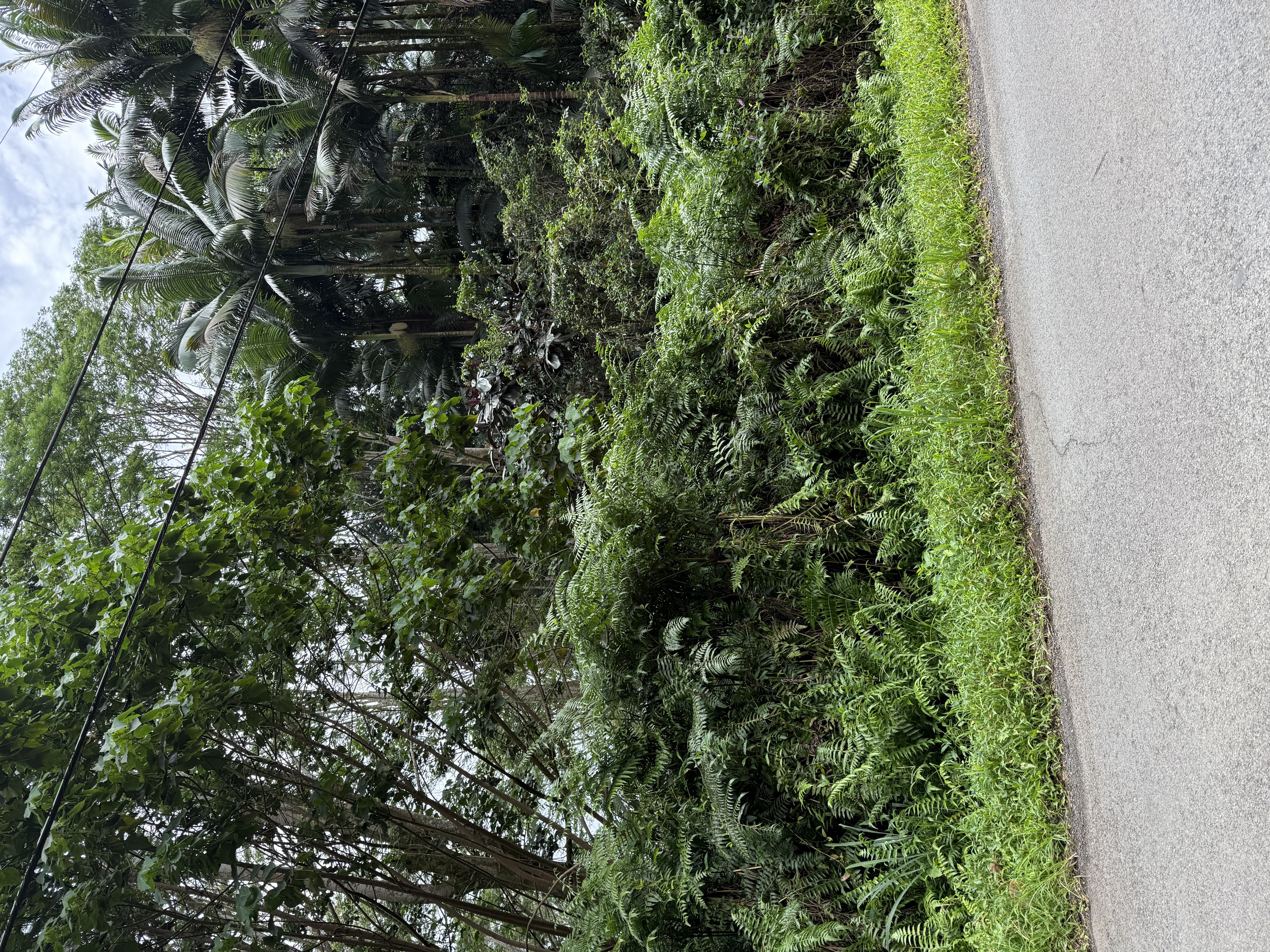 Pahoa Property Photo 5