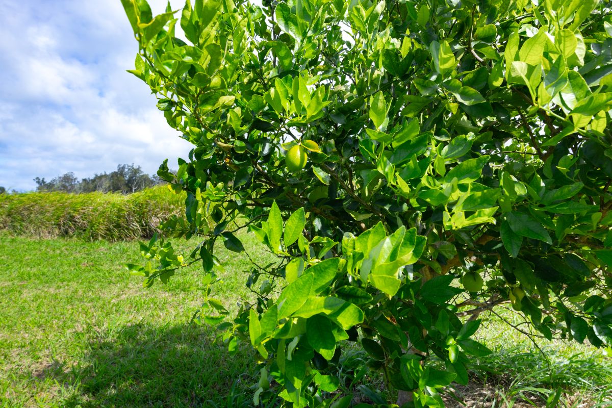 54-1749 Paipo Kane Rd Property Photo 5